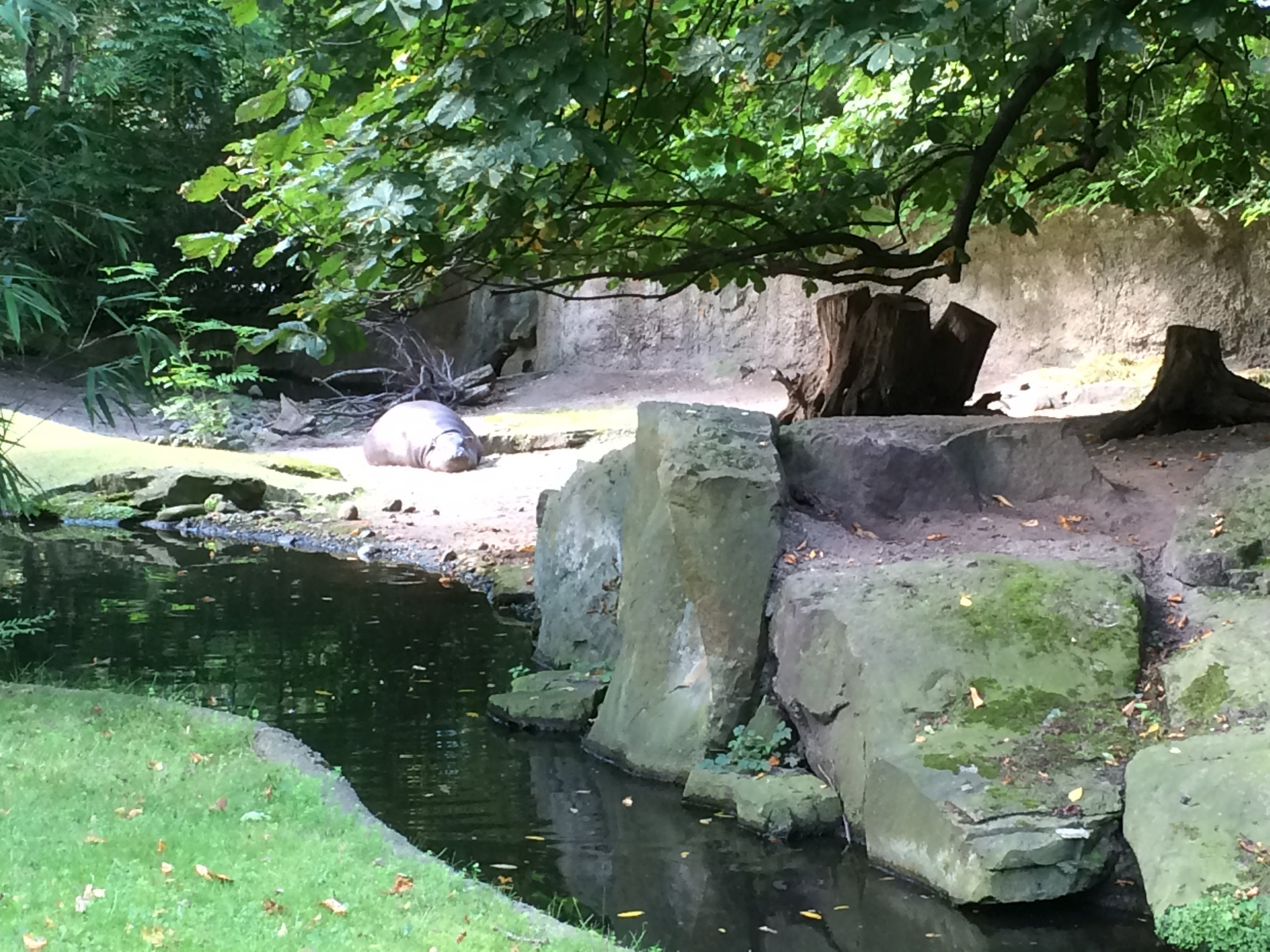 Pygmy hippo enclosure