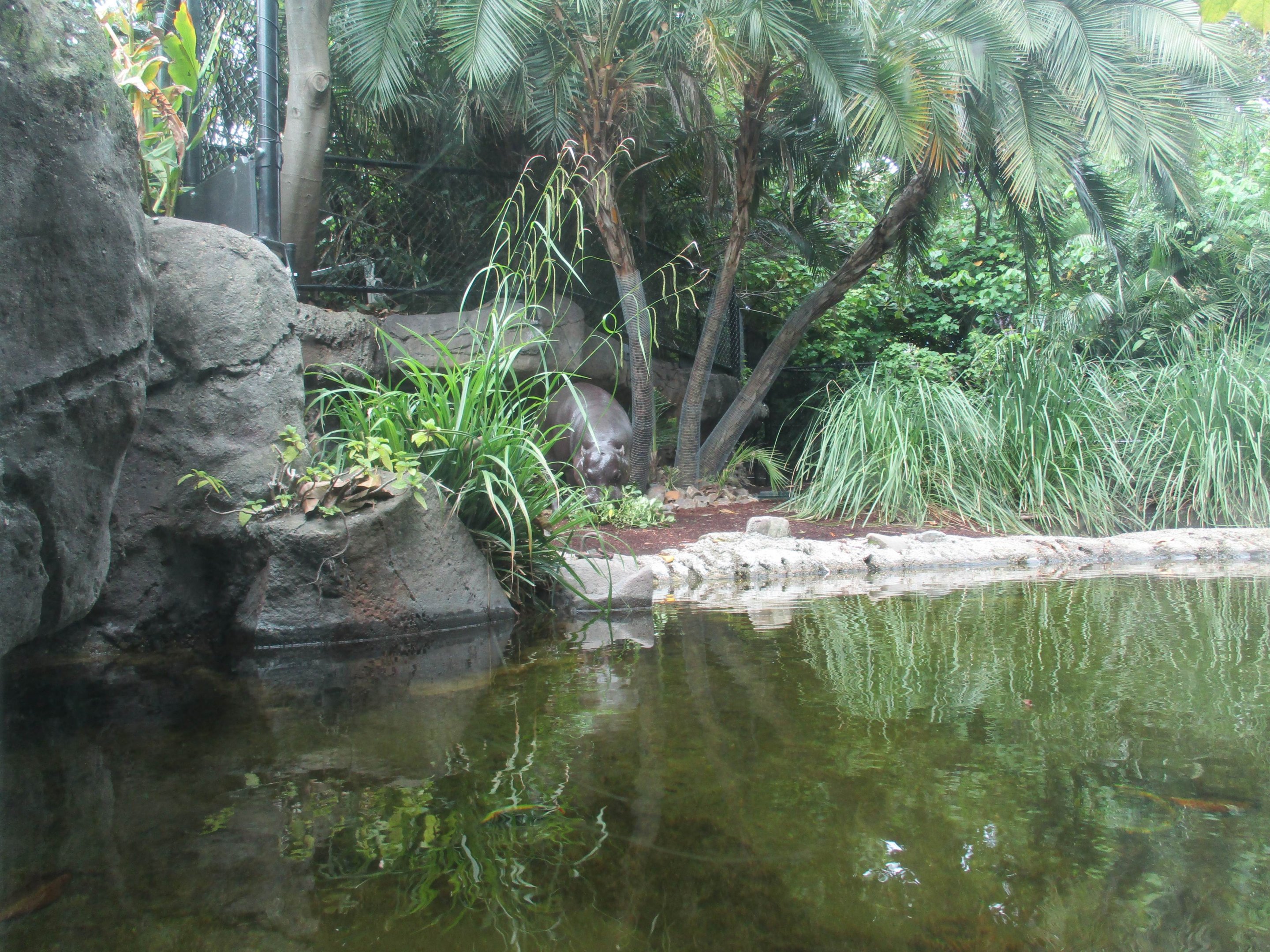 Pygmy Hippo Enclosure