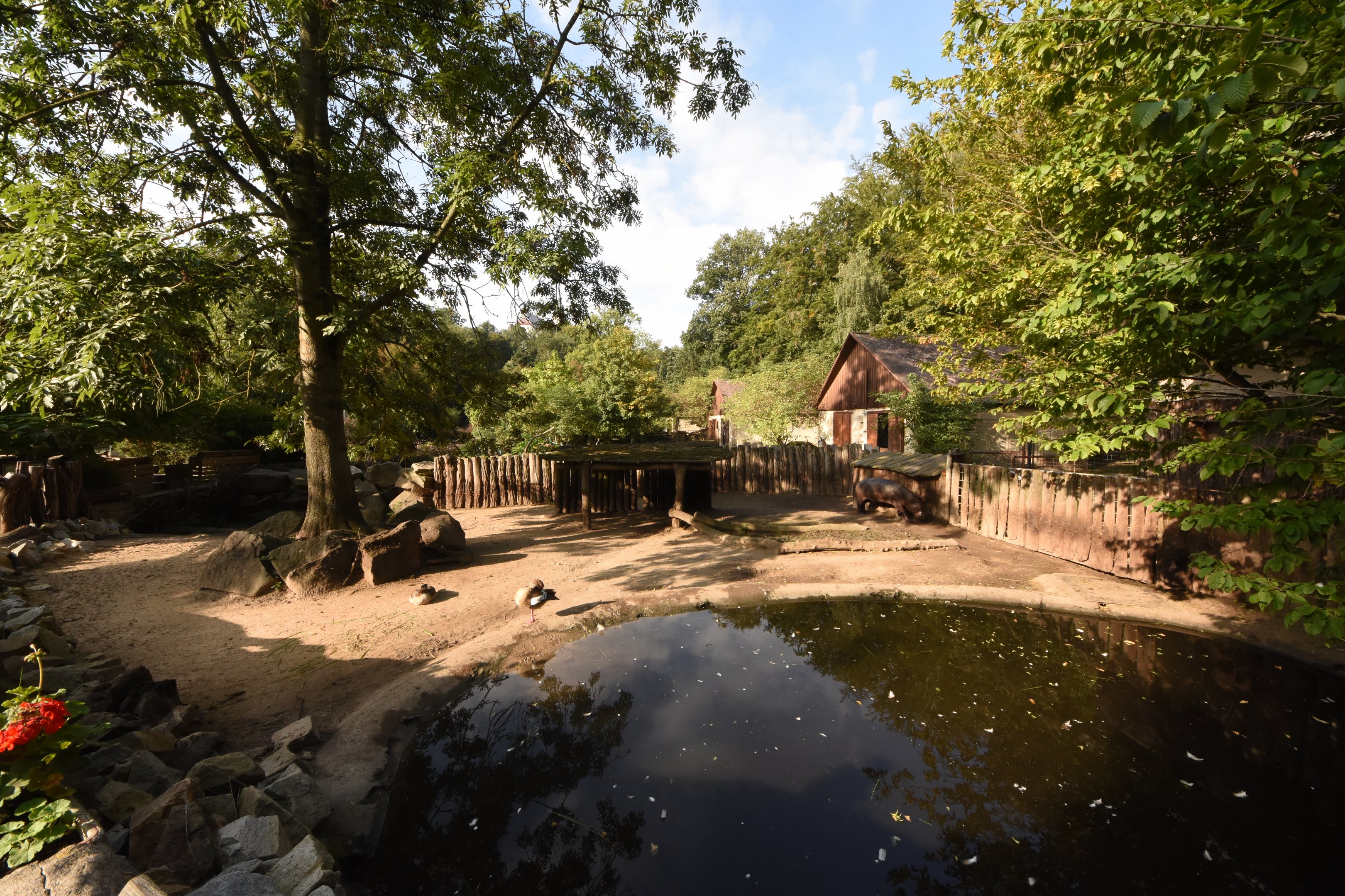Pygmy hippo enclosure