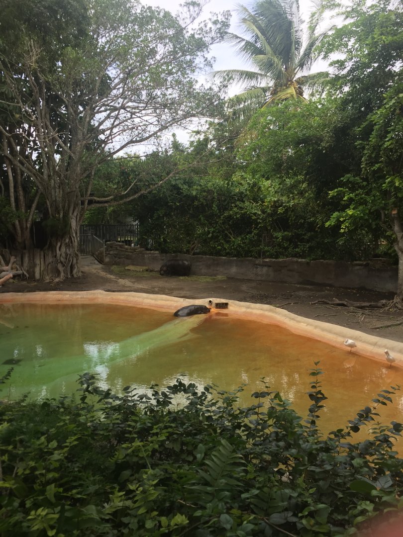 Pygmy Hippo Enclosure