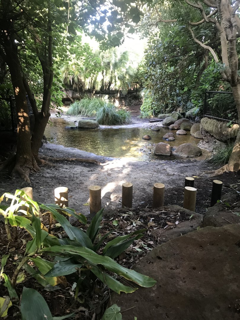 Pygmy Hippo Enclosure