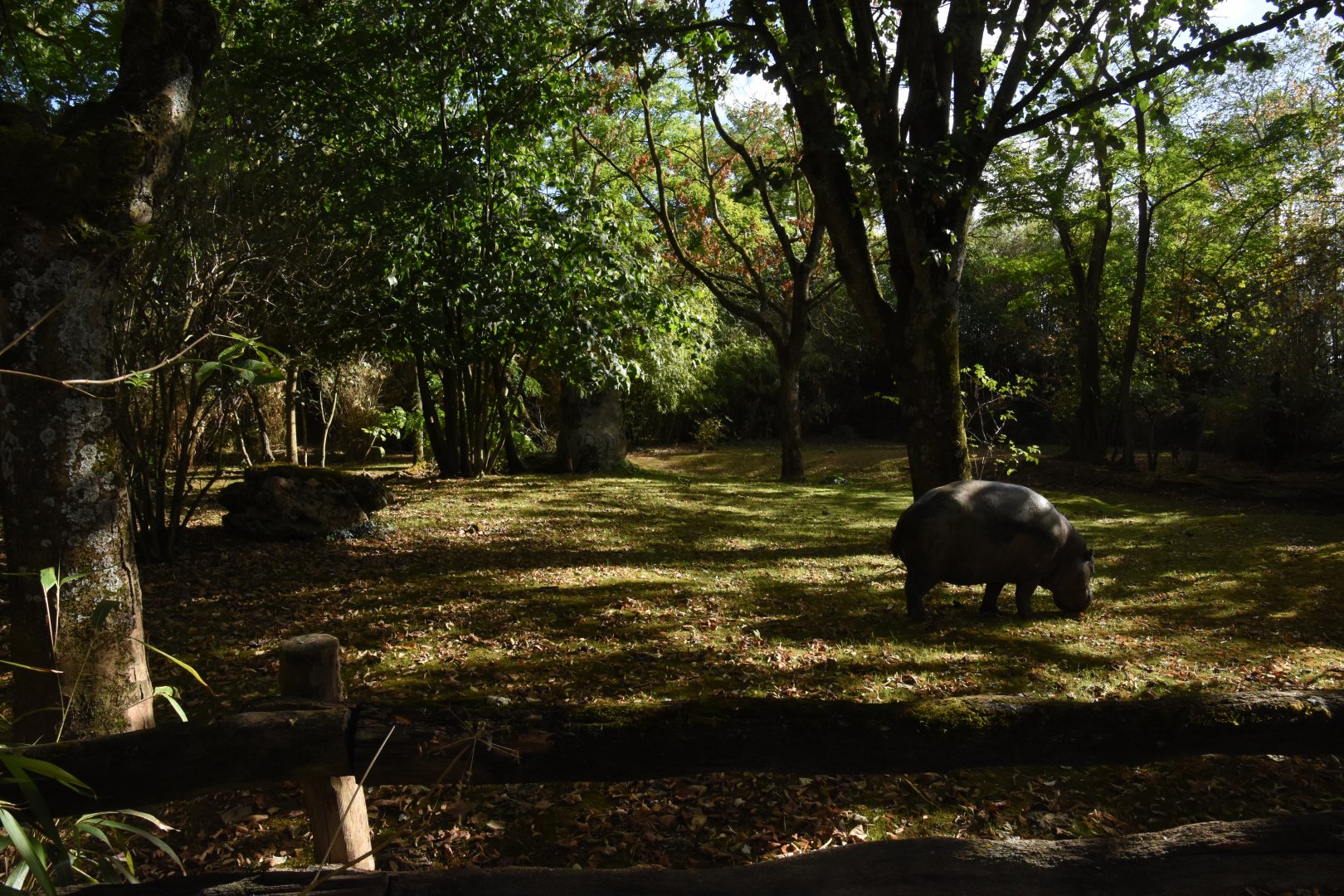 Pygmy Hippo enclosure