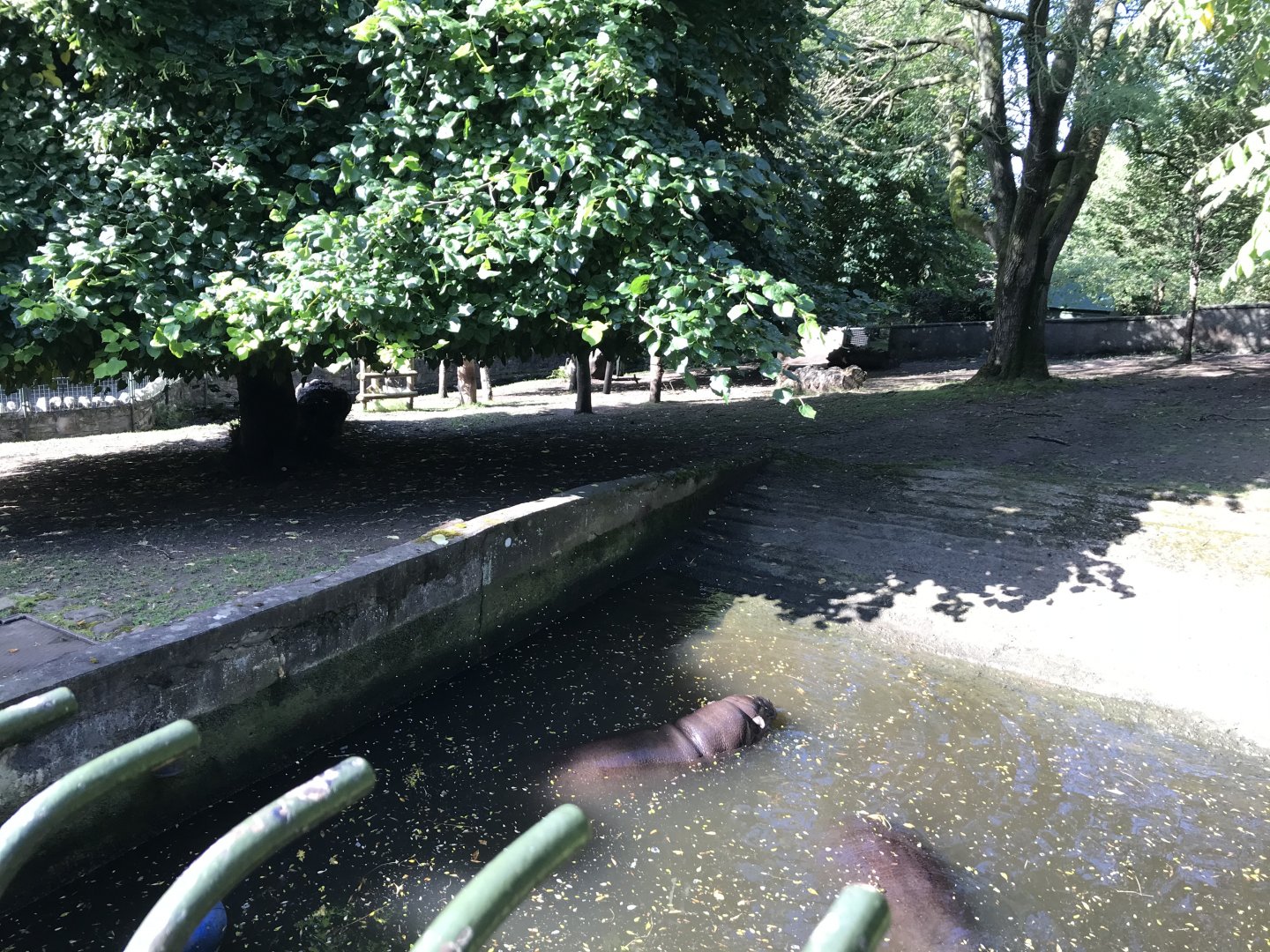 Pygmy hippo enclosure