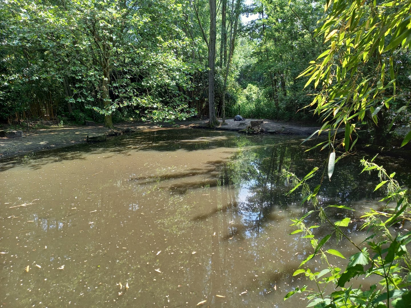 Pygmy hippo enclosure