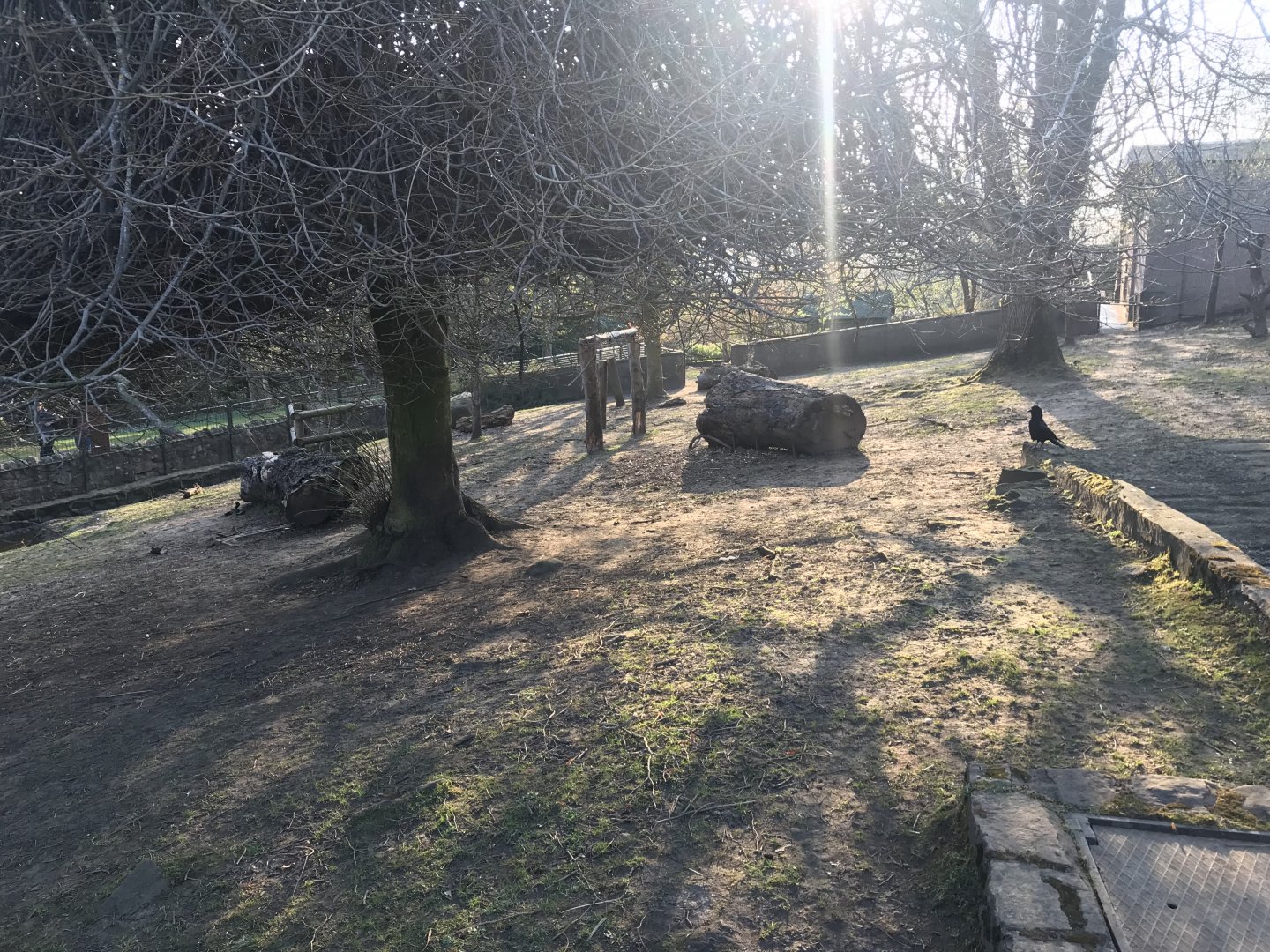 Pygmy hippo enclosure