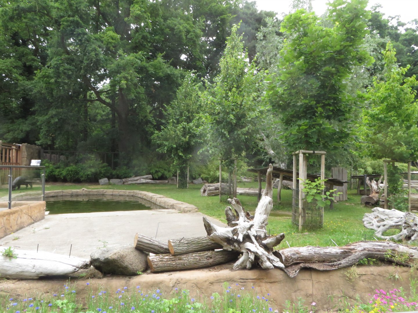 Pygmy hippo enclosure