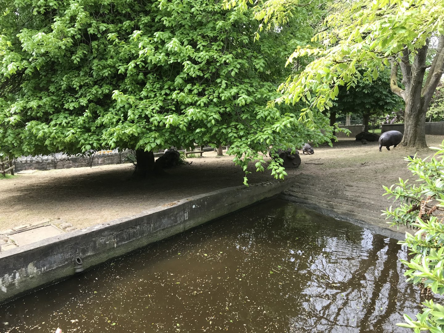 Pygmy hippo enclosure