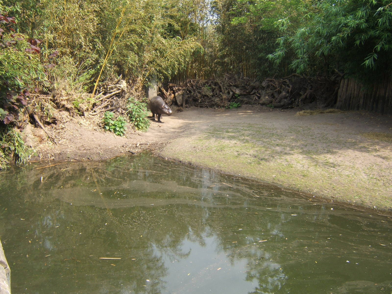 Pygmy Hippo enclosure