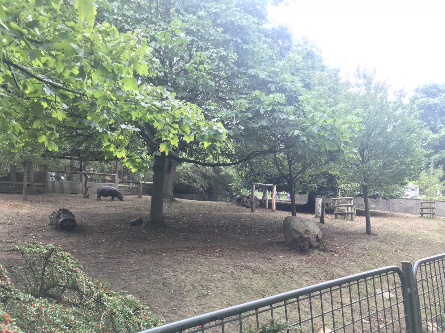 Pygmy hippo enclosure