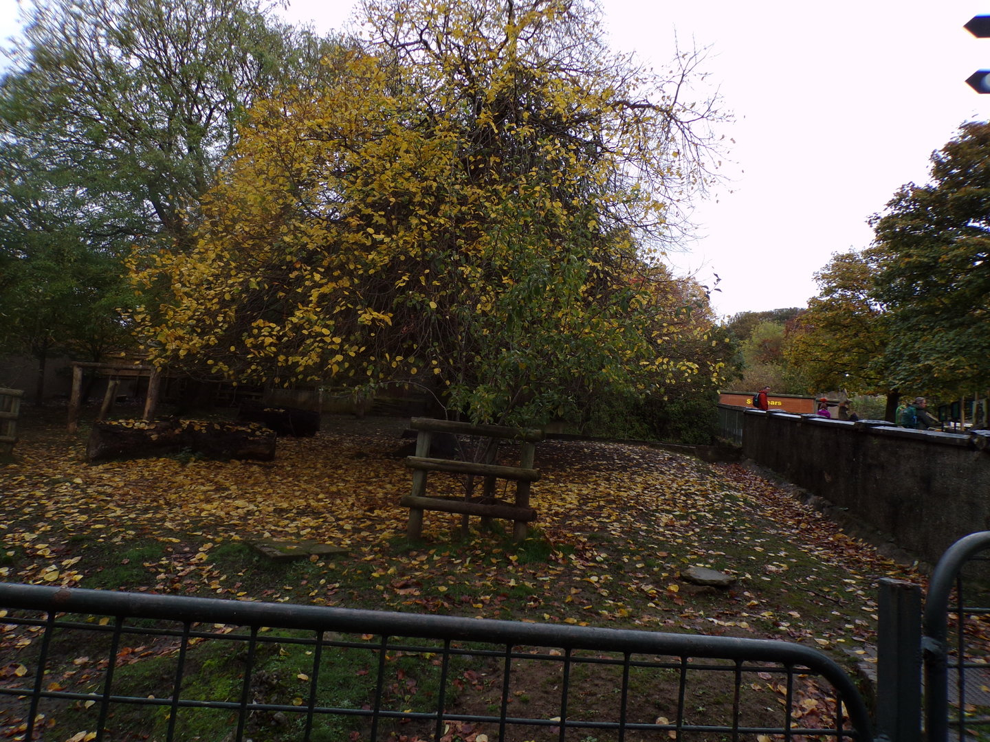 Pygmy hippo enclosure