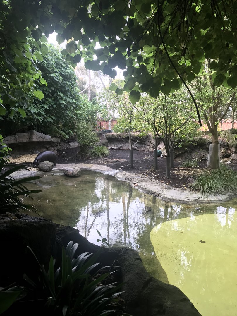 Pygmy Hippo enclosure