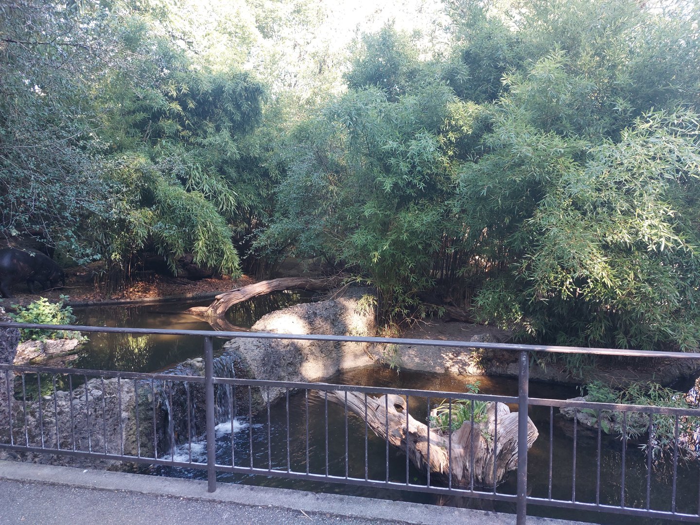 pygmy hippo enclosure
