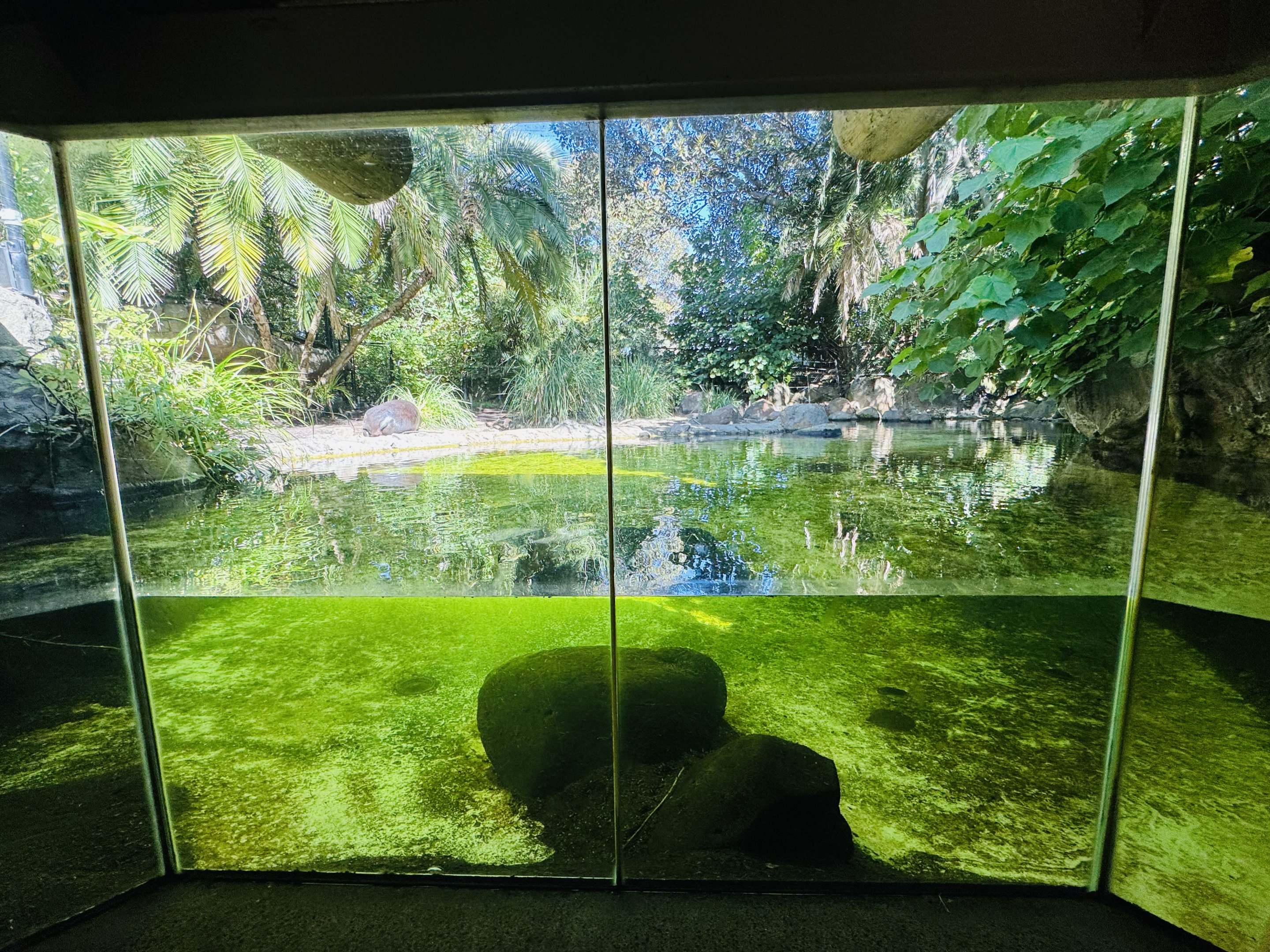 Pygmy hippo enclosure