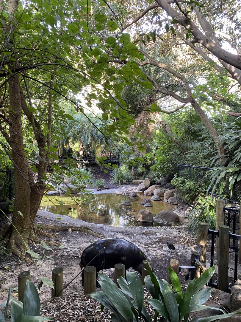 Pygmy Hippo Enclosure