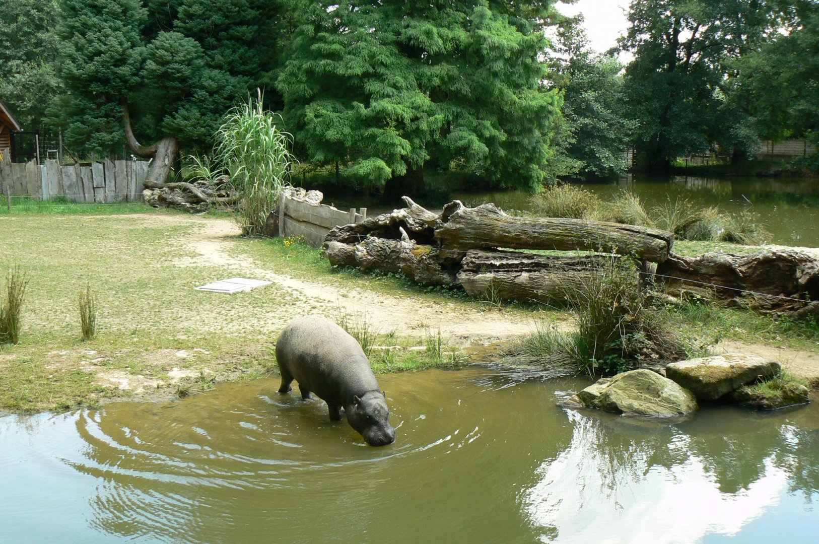 Pygmy hippo enclosures