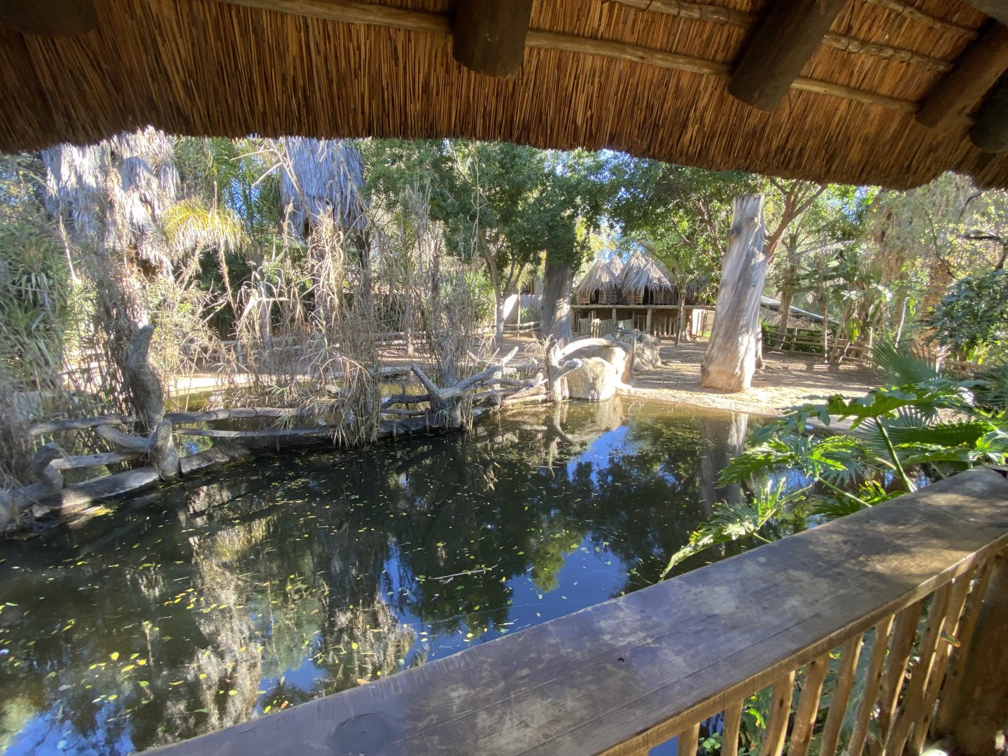 Pygmy hippo enclosures