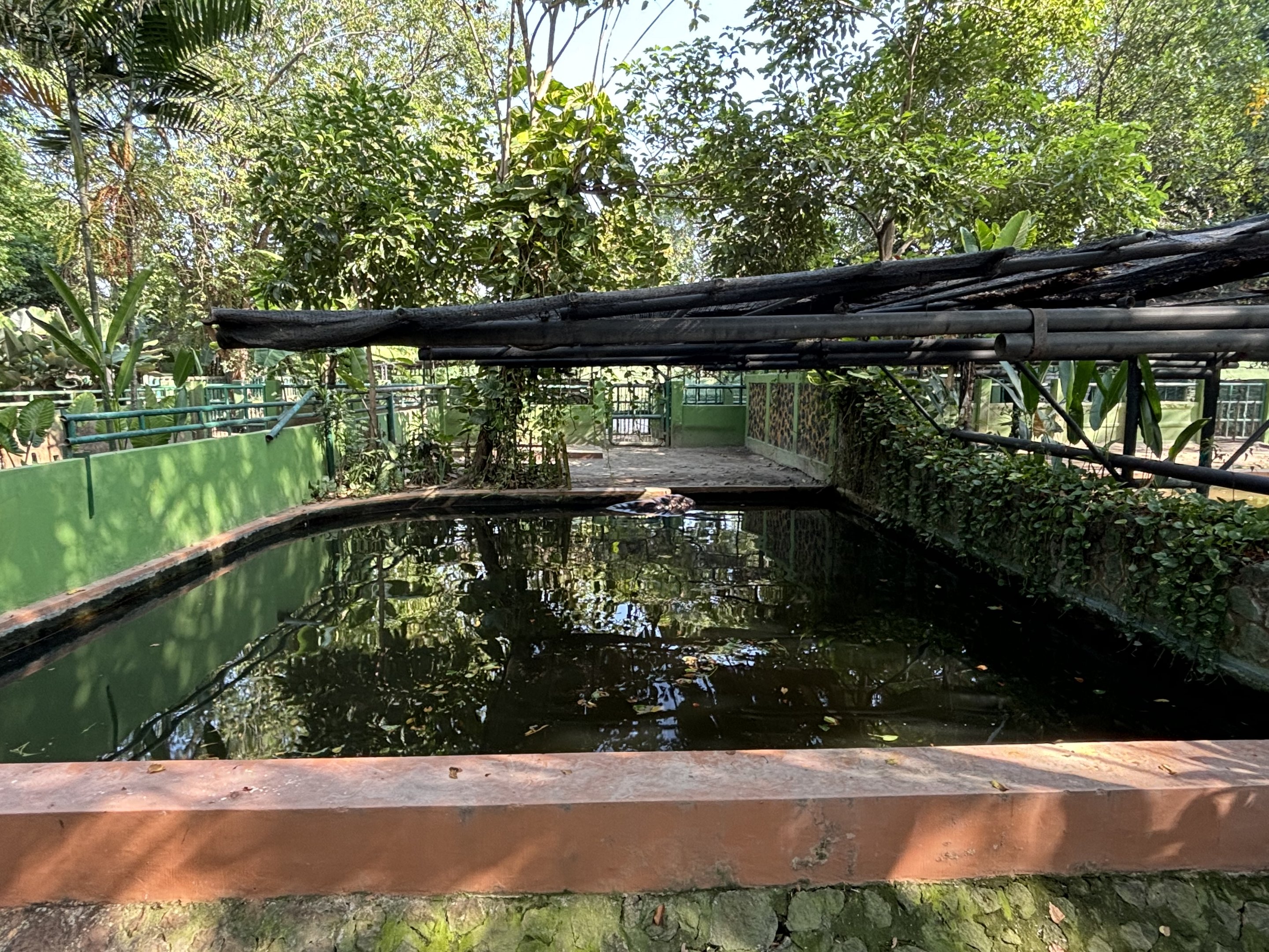 Pygmy Hippo Exhibit #1