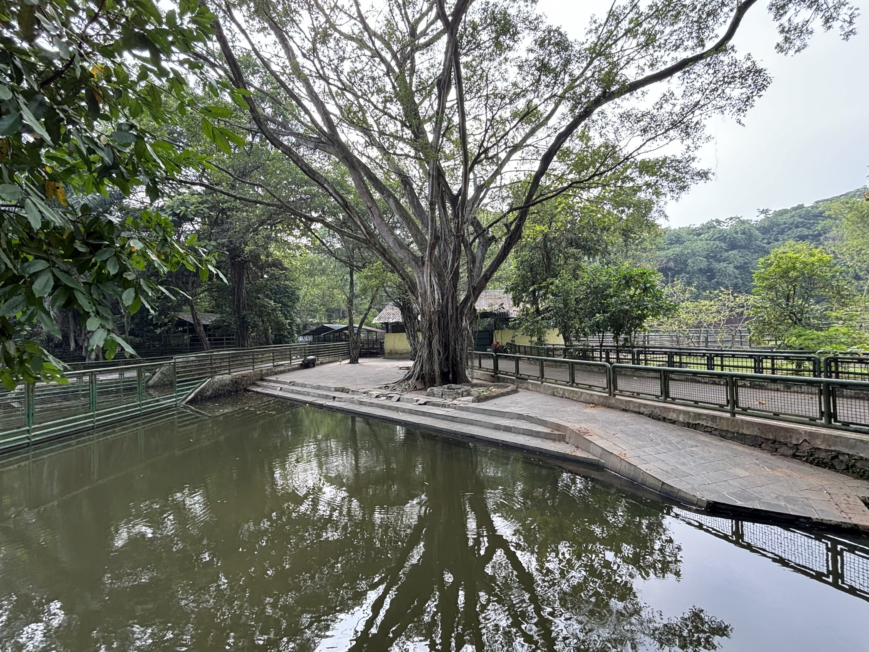 Pygmy Hippo Exhibit #1
