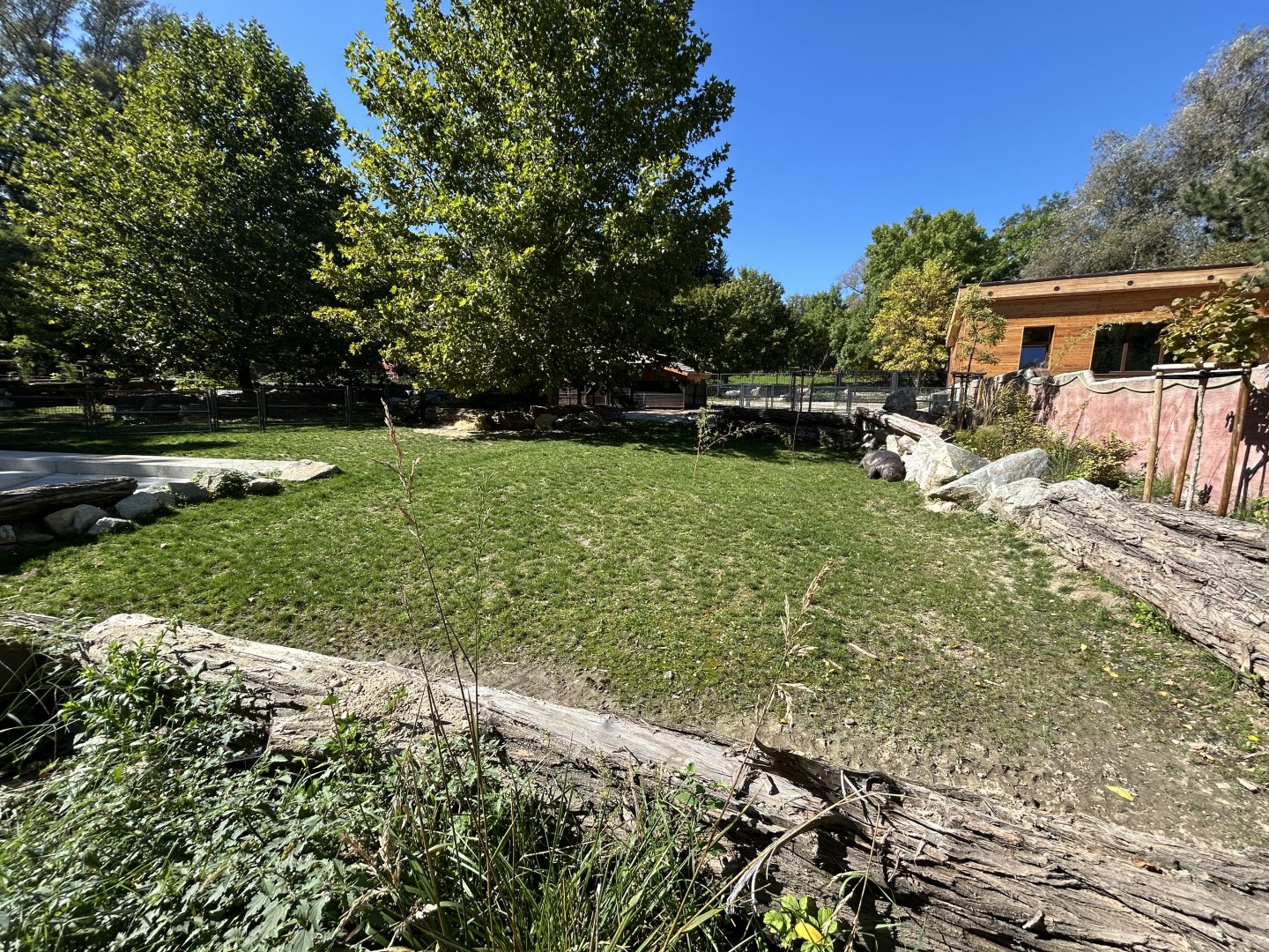 Pygmy Hippo Exhibit #1