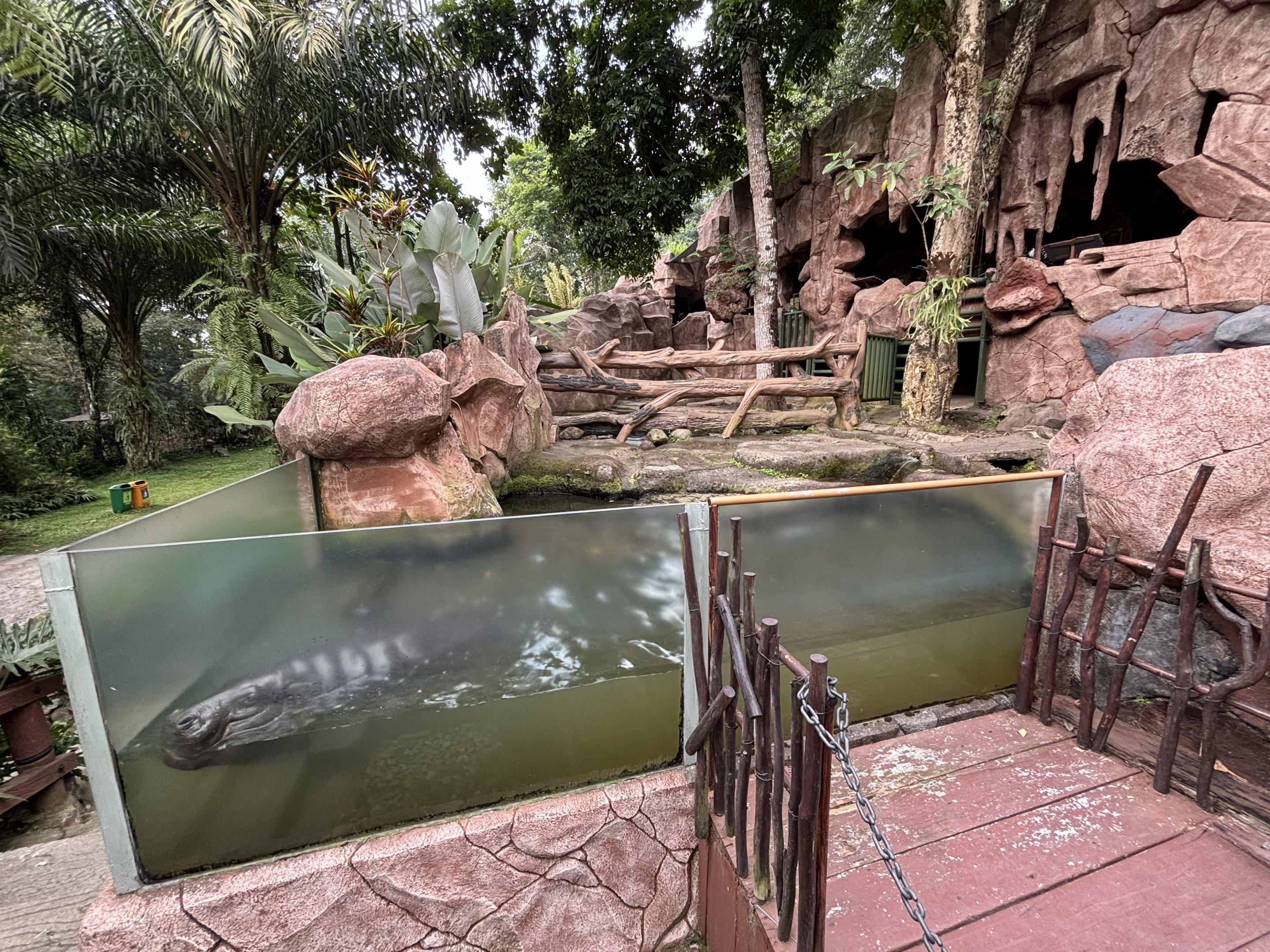 Pygmy Hippo Exhibit #2