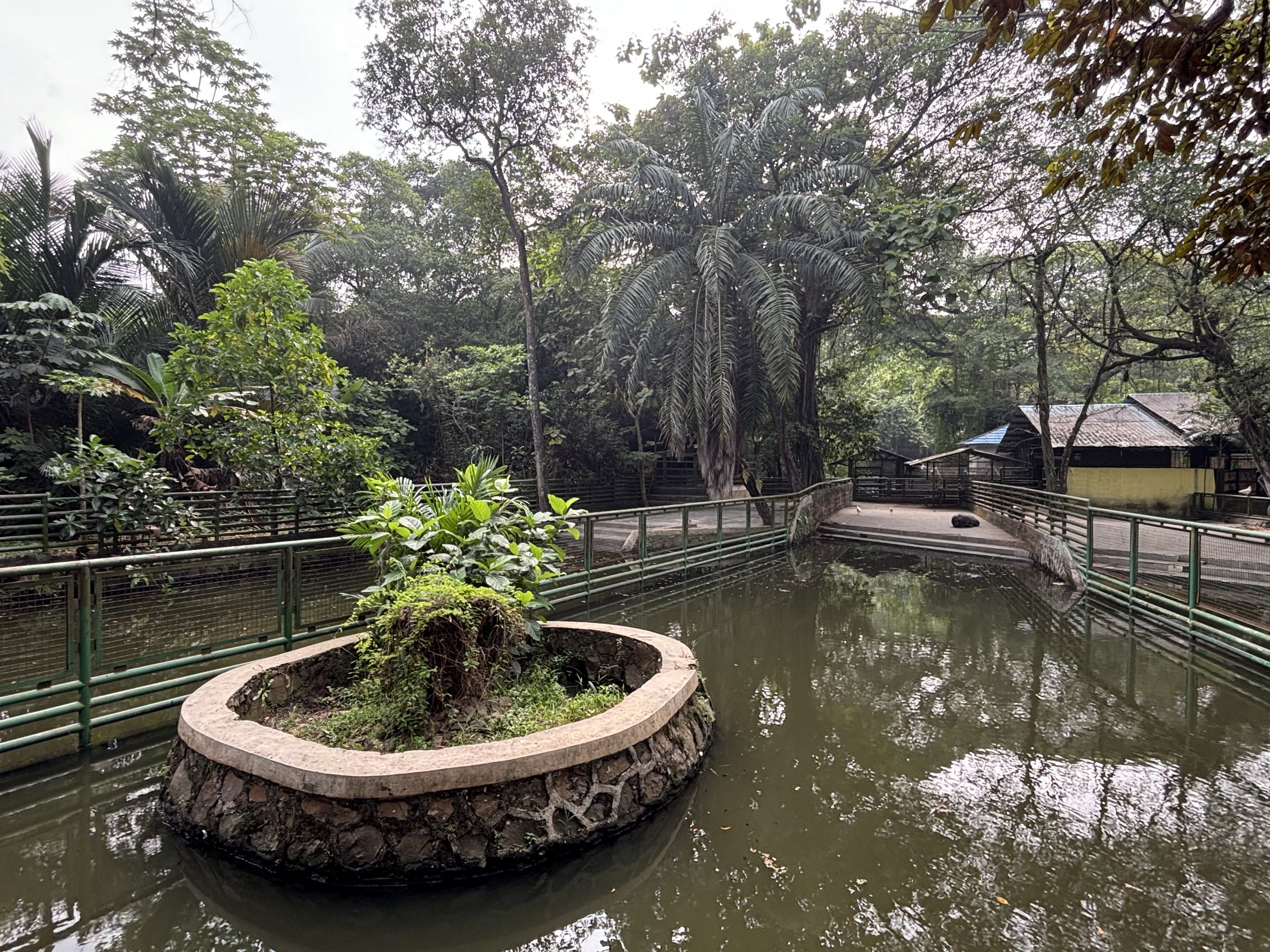 Pygmy Hippo Exhibit #2