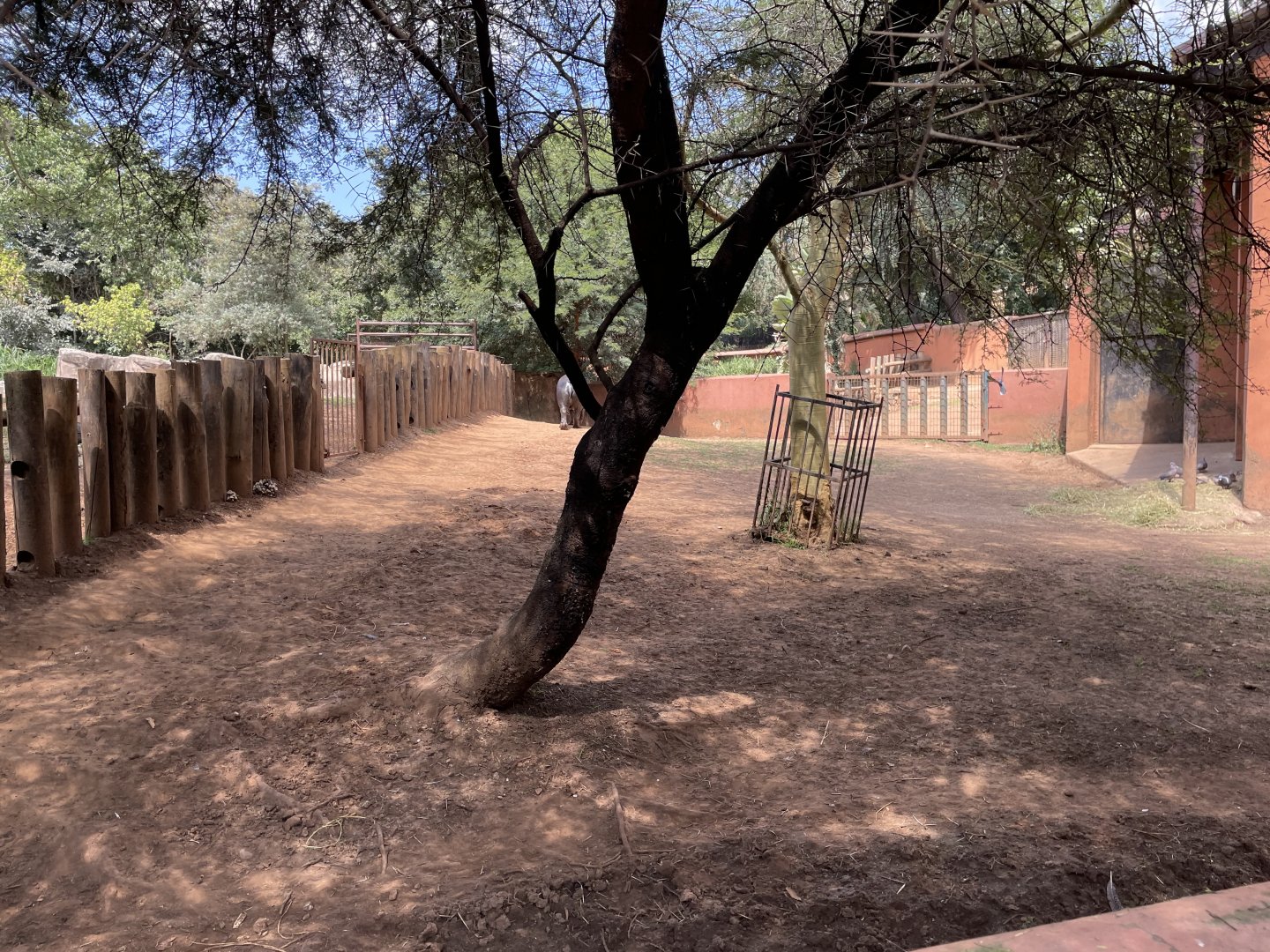 Pygmy Hippo Exhibit #3