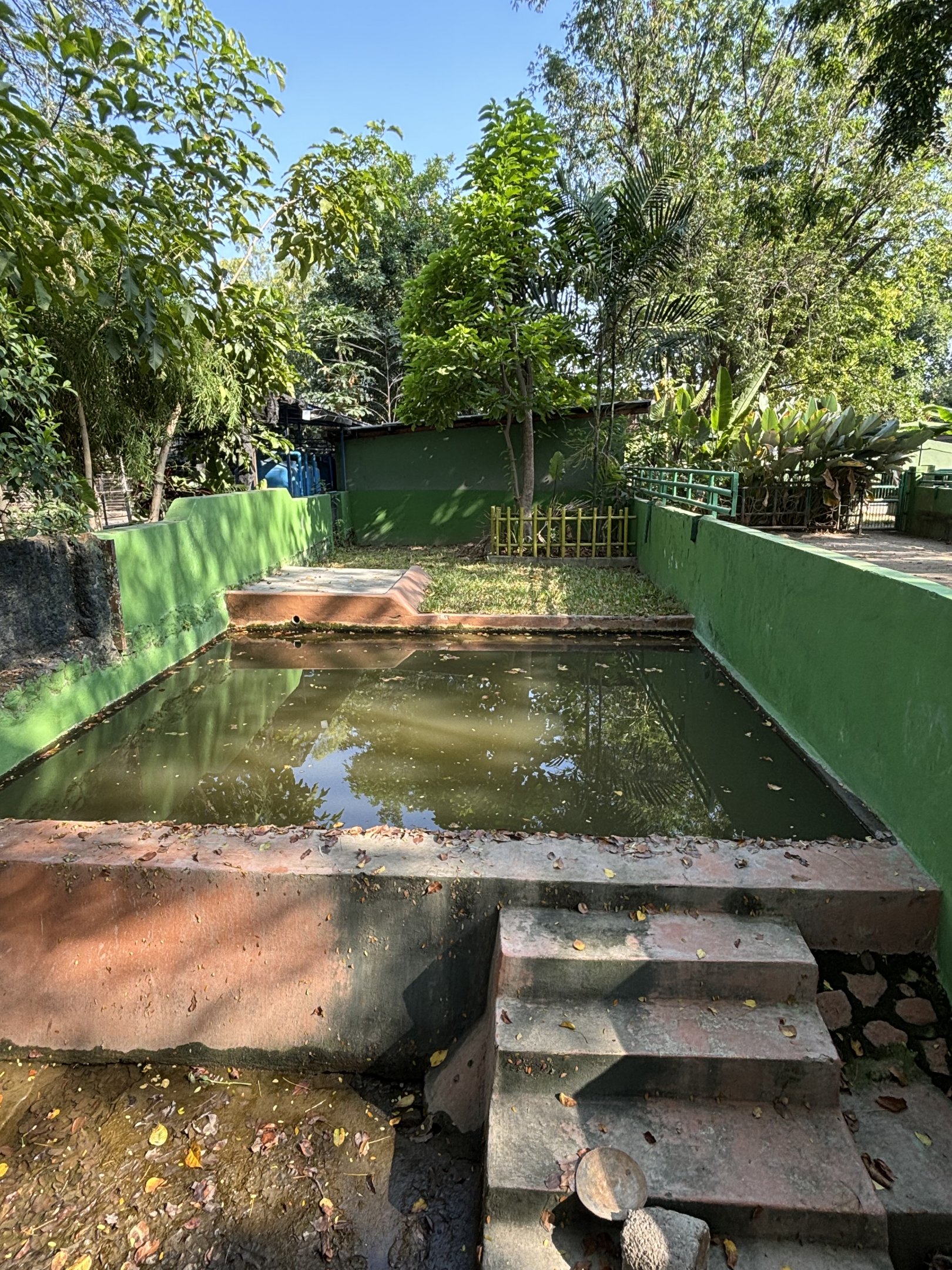 Pygmy Hippo Exhibit #3