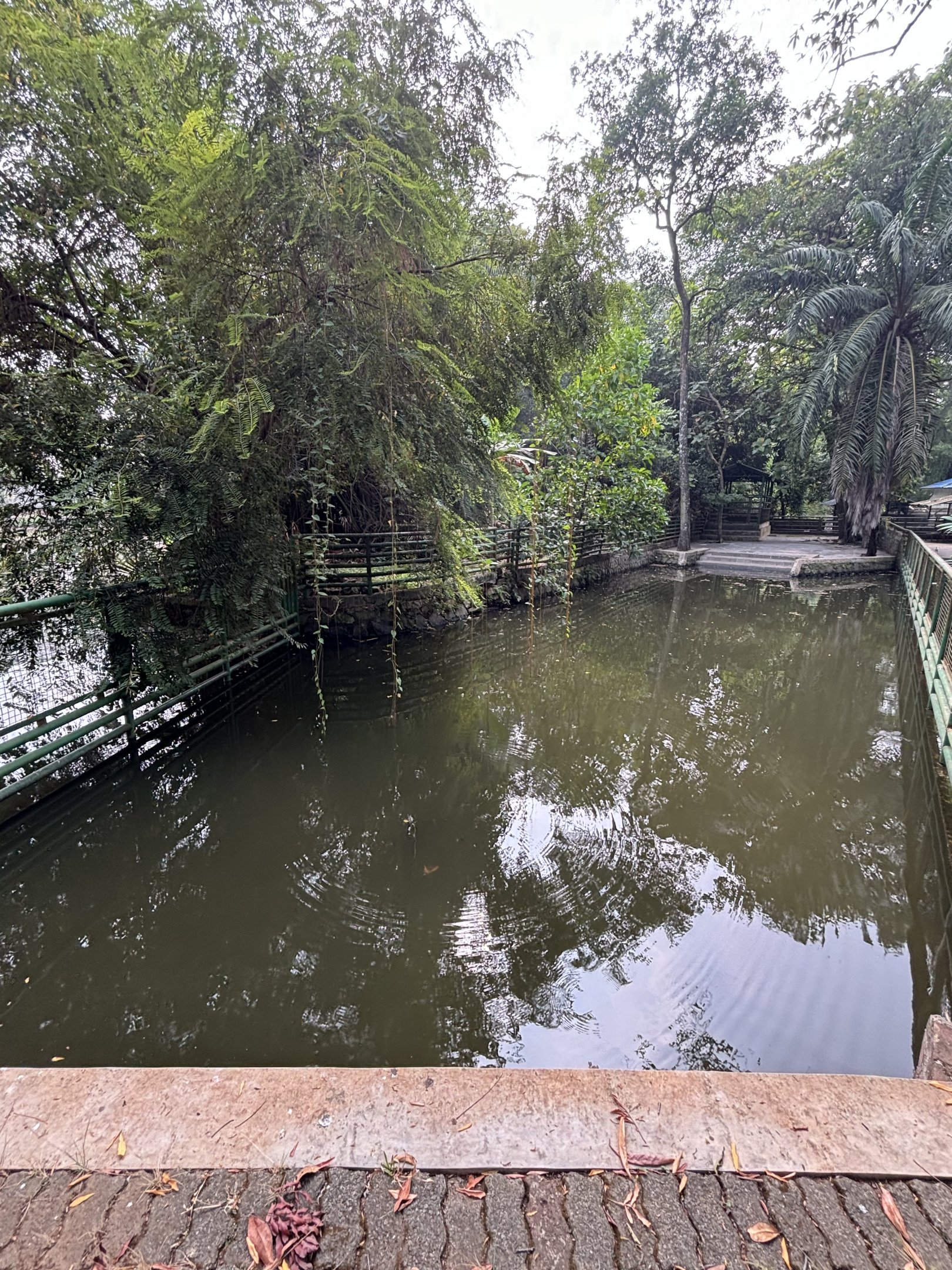 Pygmy Hippo Exhibit #3
