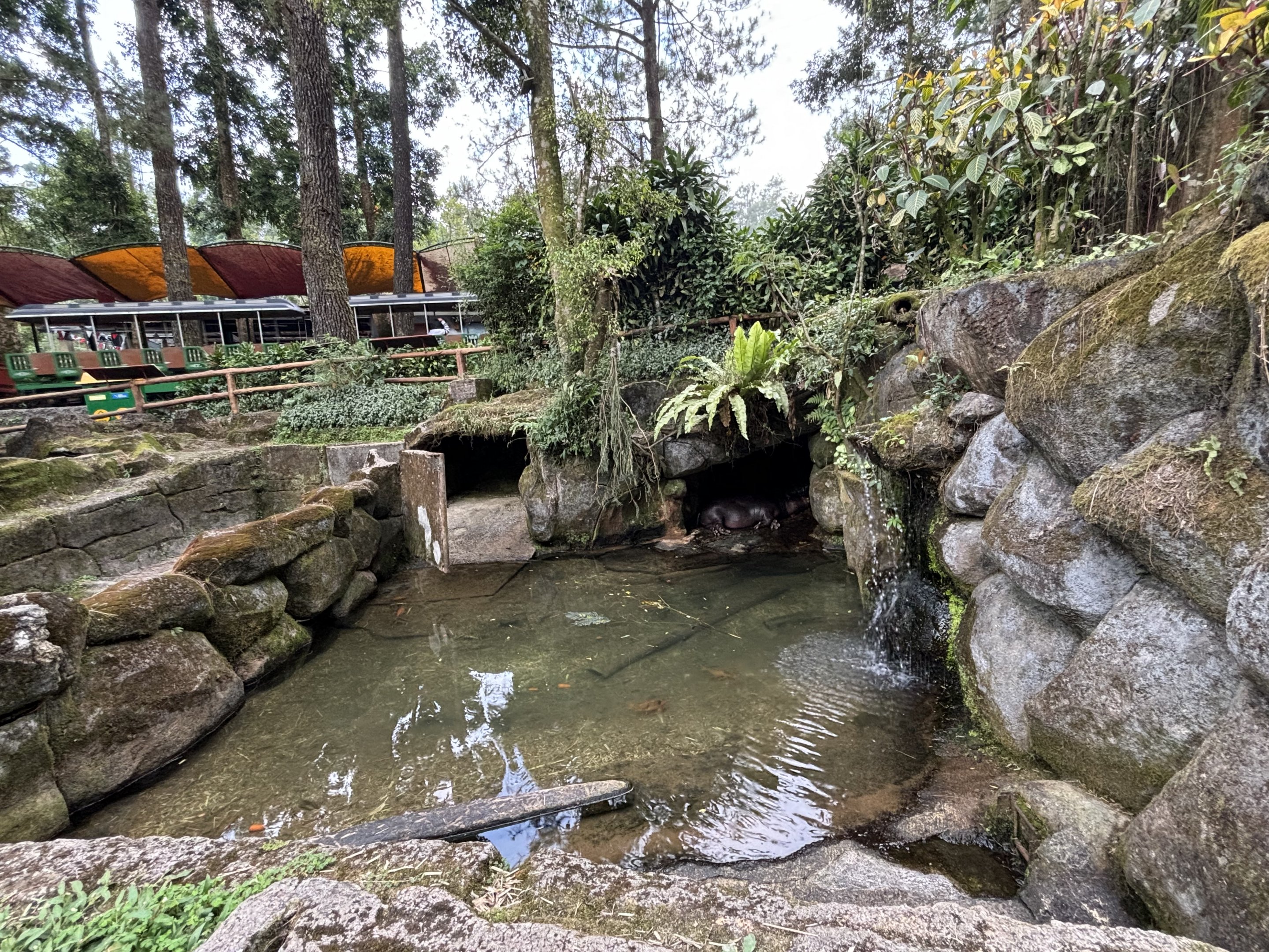Pygmy Hippo Exhibit #5
