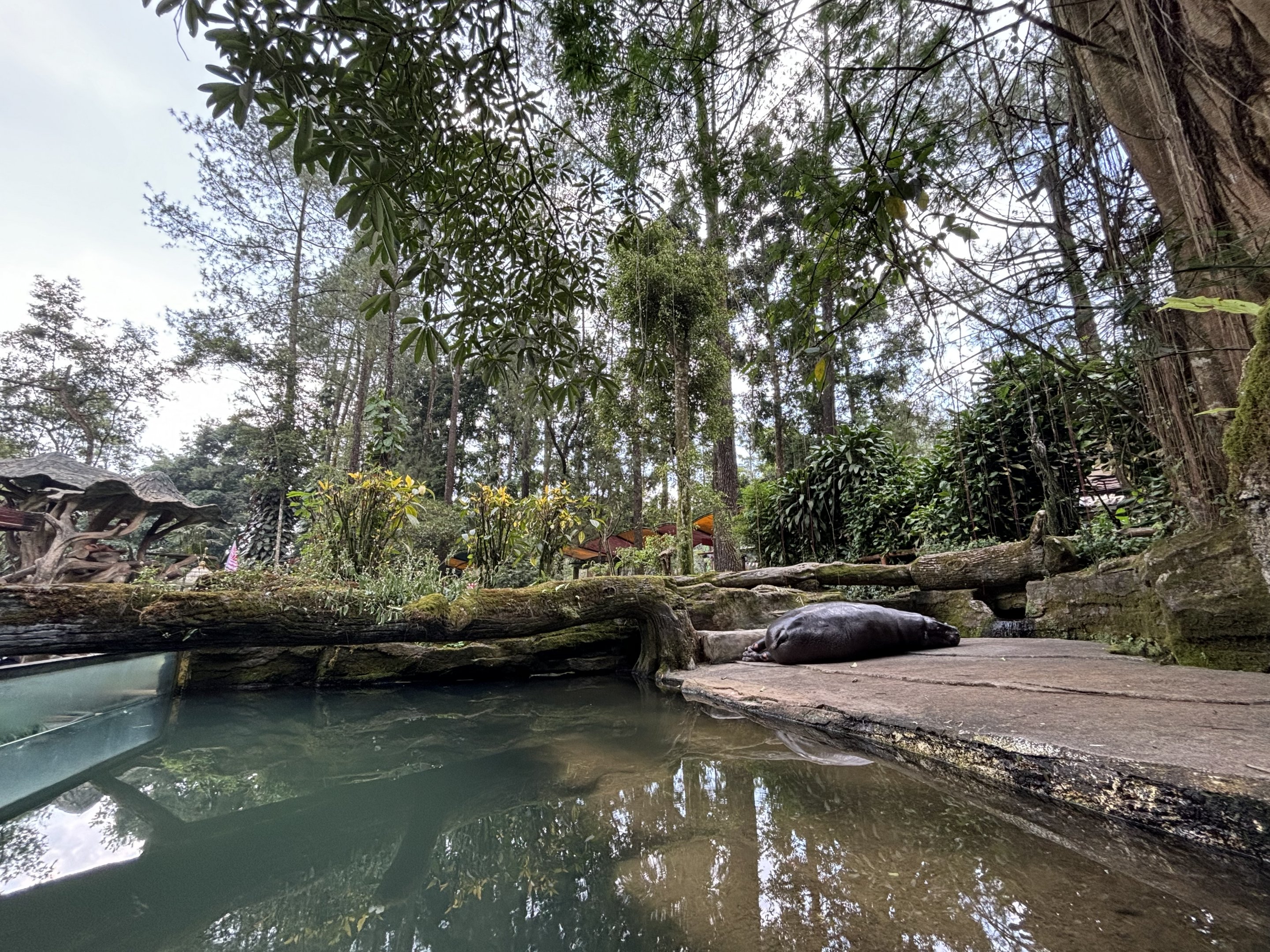 Pygmy Hippo Exhibit #6