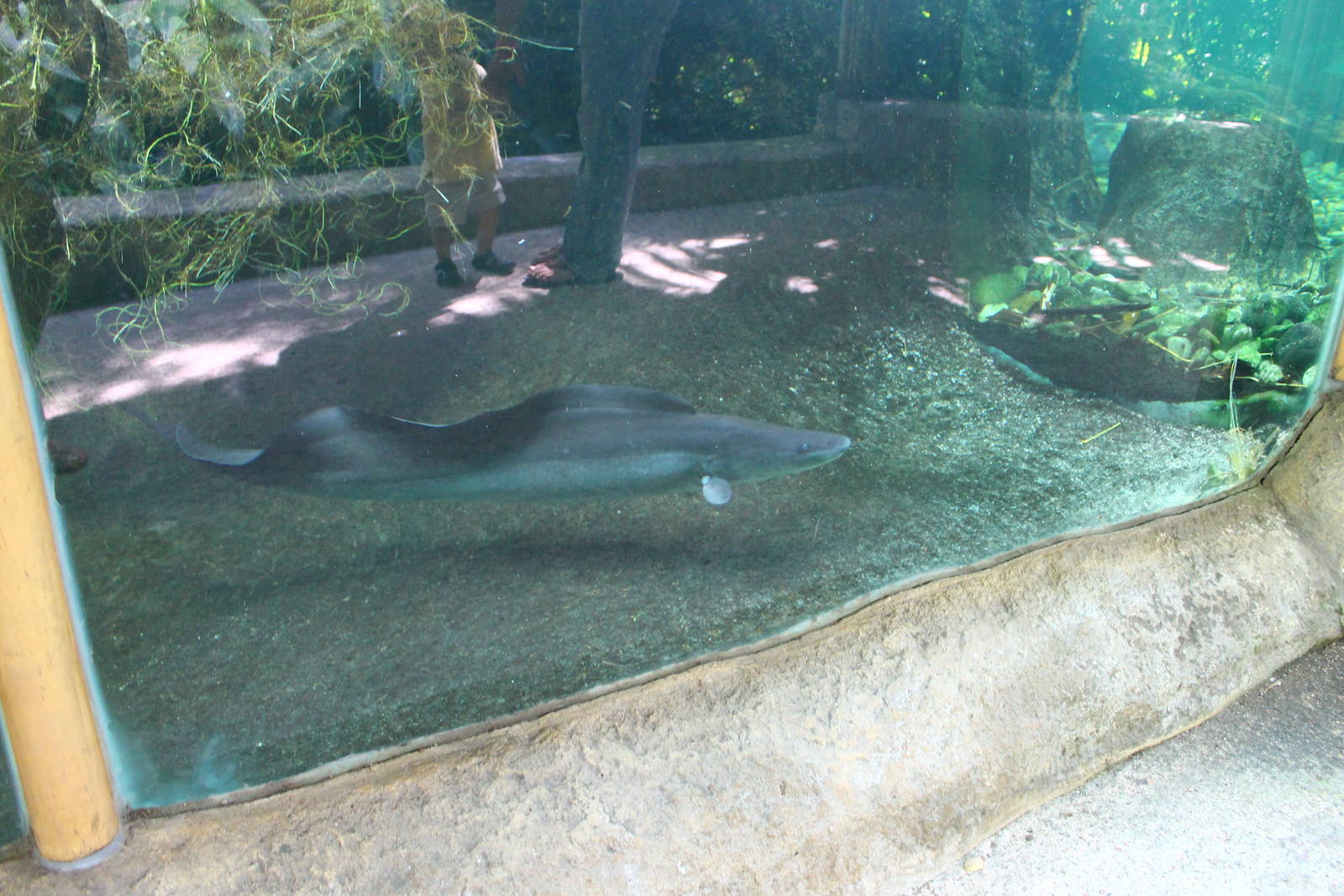 Pygmy Hippo exhibit - Aba Aba