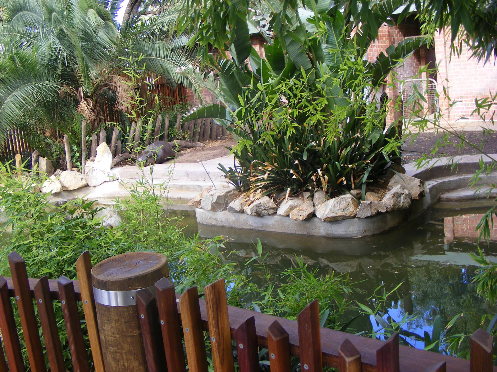 Pygmy Hippo Exhibit - April, 2010