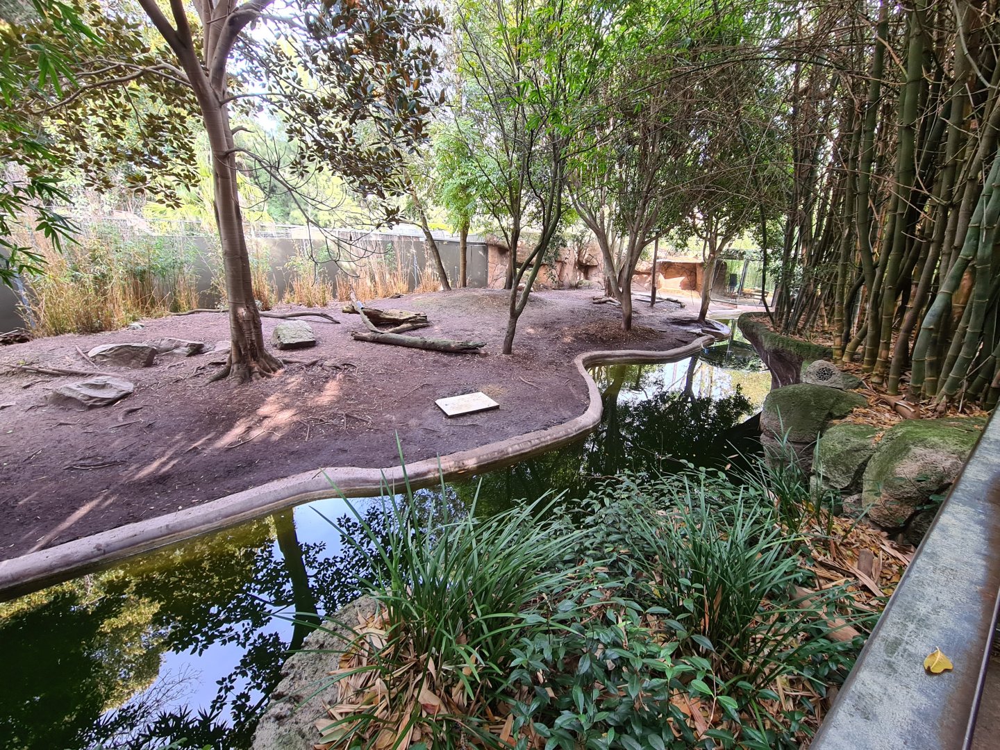 Pygmy Hippo exhibit at Adelaide