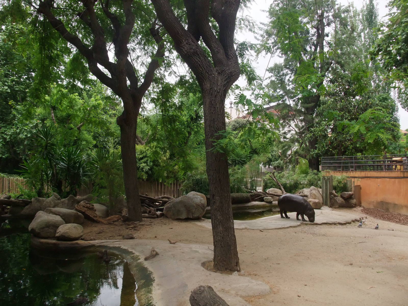 Pygmy Hippo Exhibit at Barcelona, 30/05/11
