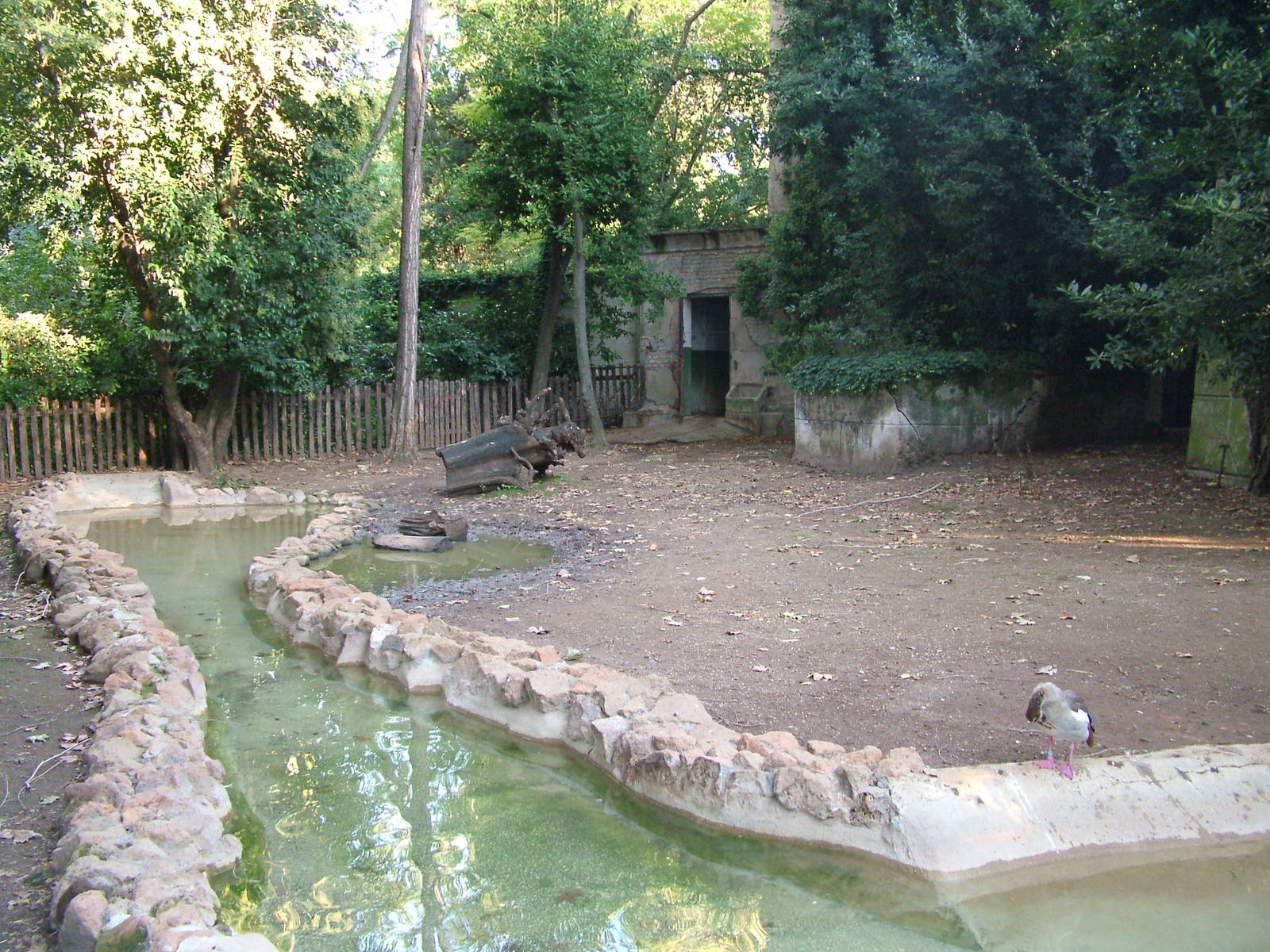 Pygmy Hippo exhibit at Bioparco Rome 15/10/09
