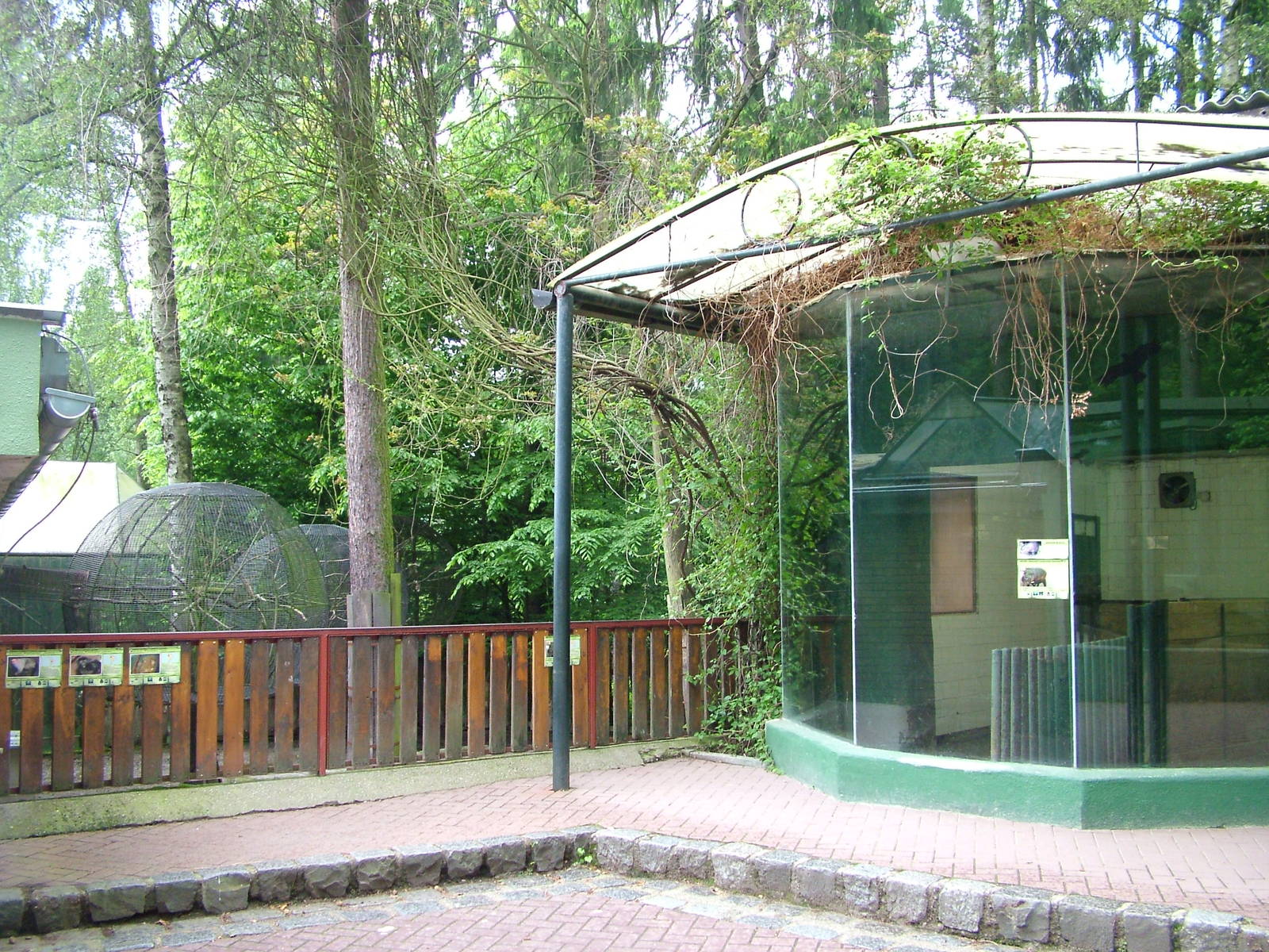 Pygmy Hippo exhibit at Olomouc 30/05/10