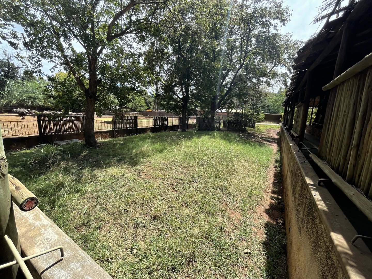 Pygmy Hippo Exhibit (Choeropsis liberiensis) Formerly Malayan Tapir (Acrocodia indica)