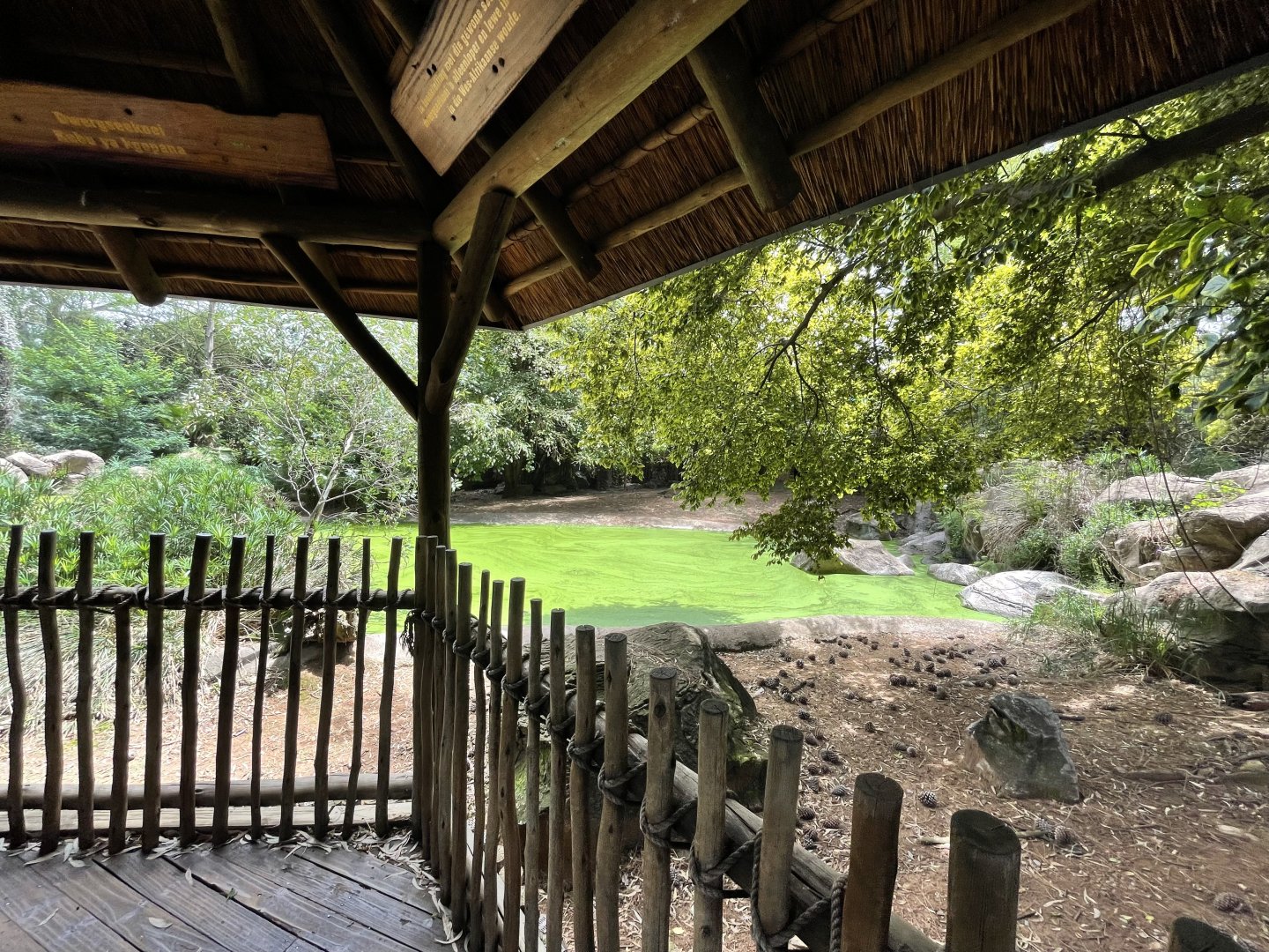 Pygmy Hippo Exhibit (Choeropsis liberiensis)