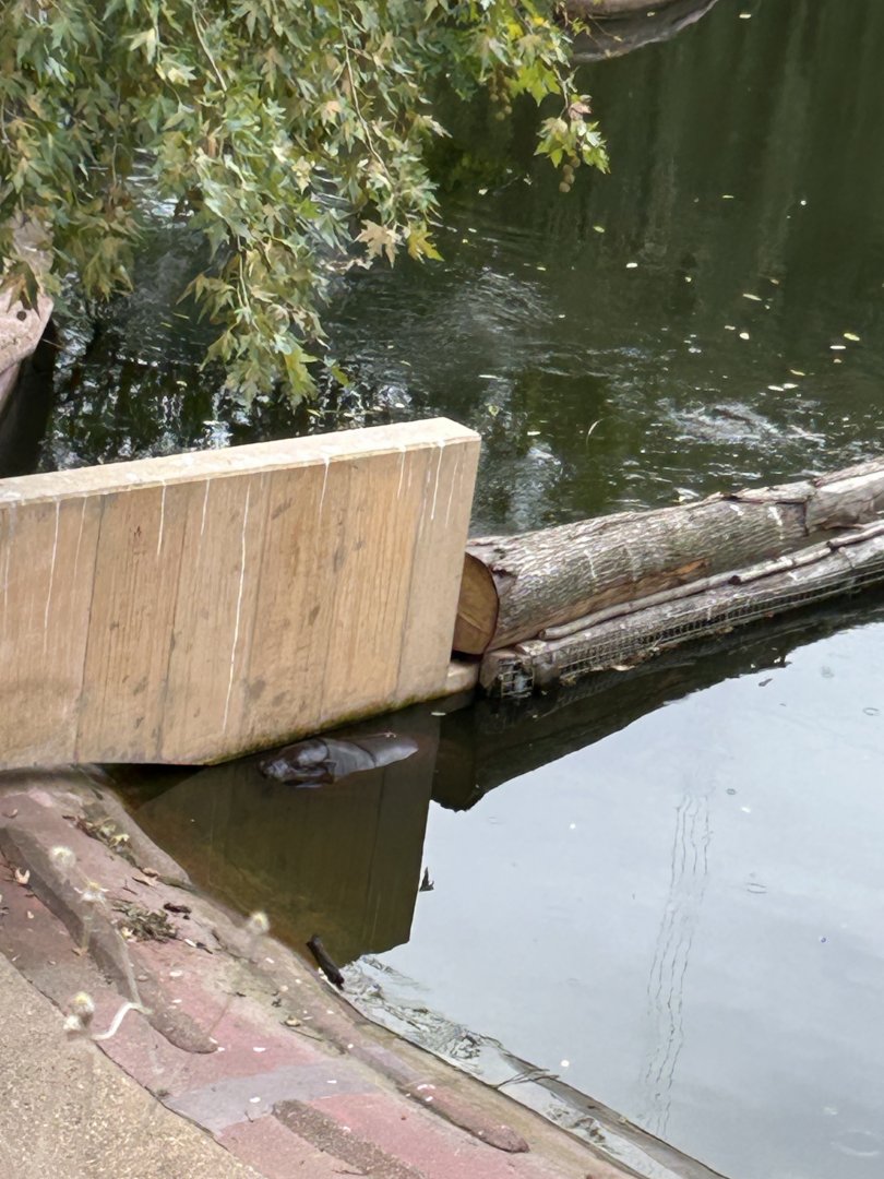 Pygmy hippo exhibit from boardwalk