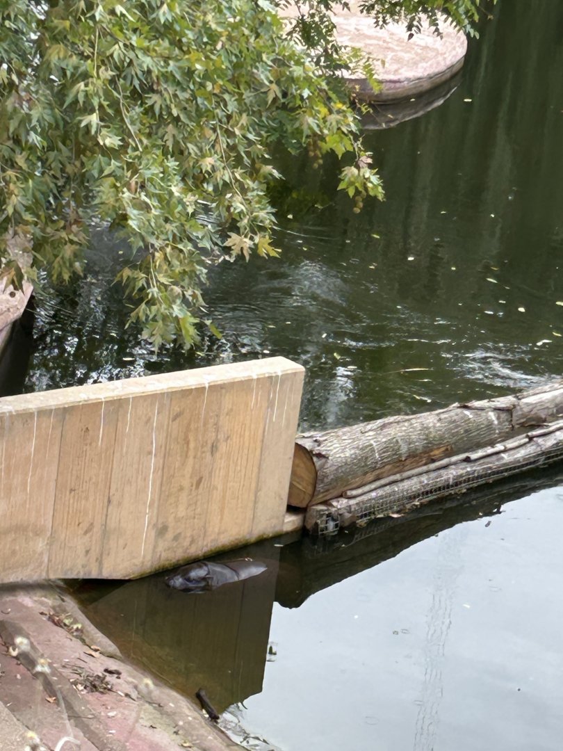 Pygmy hippo exhibit from boardwalk