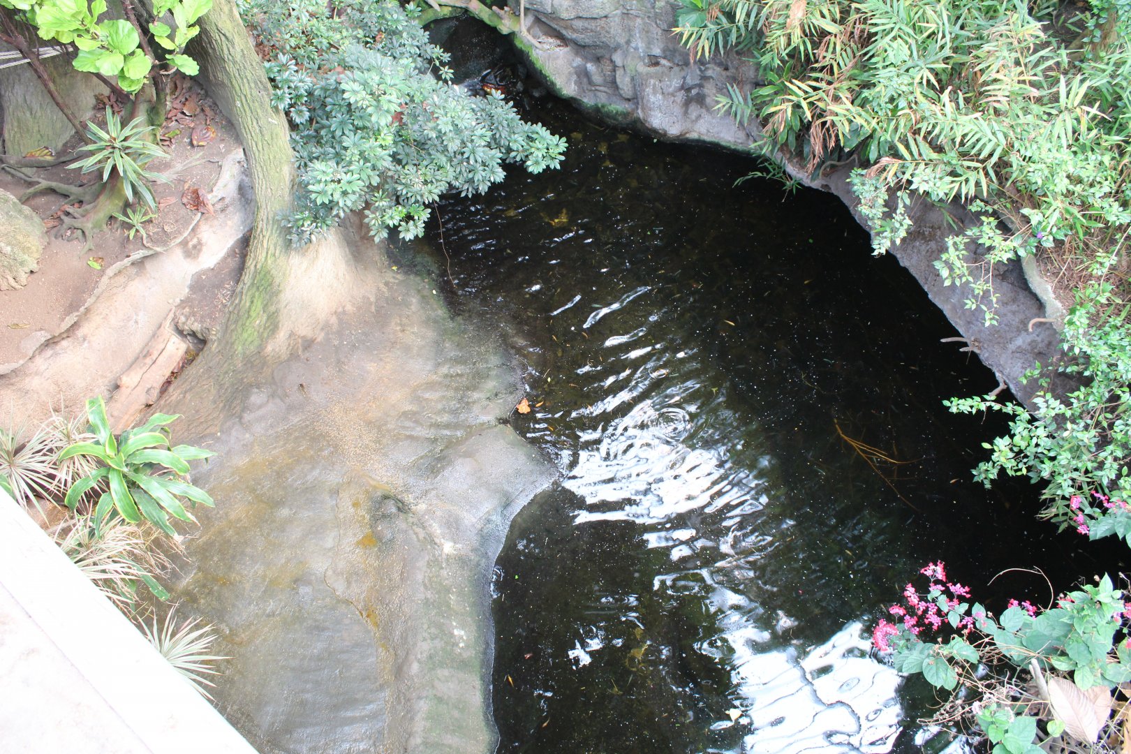 Pygmy Hippo Exhibit- Lied Jungle