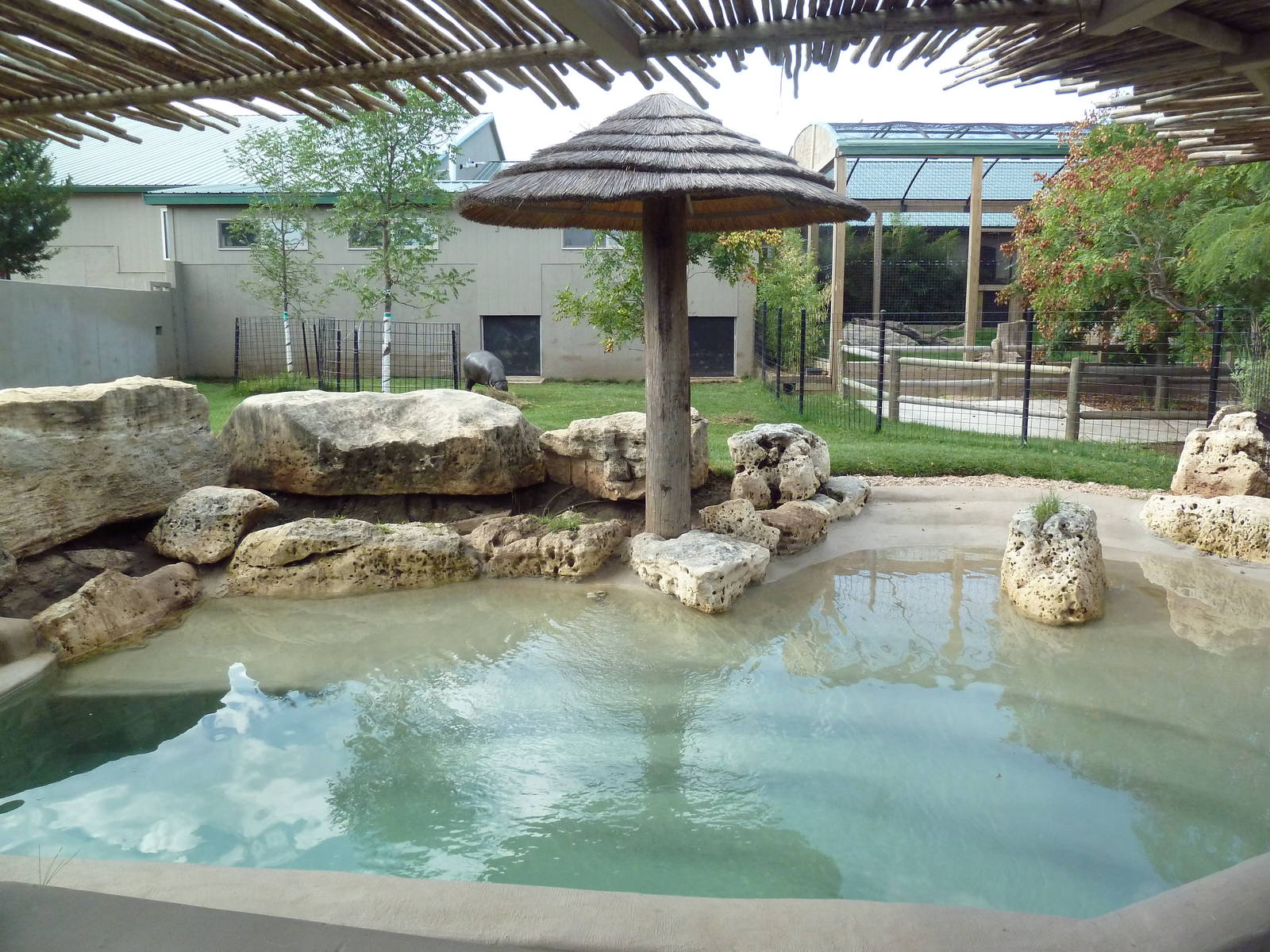 Pygmy Hippo Exhibit - New for 2014