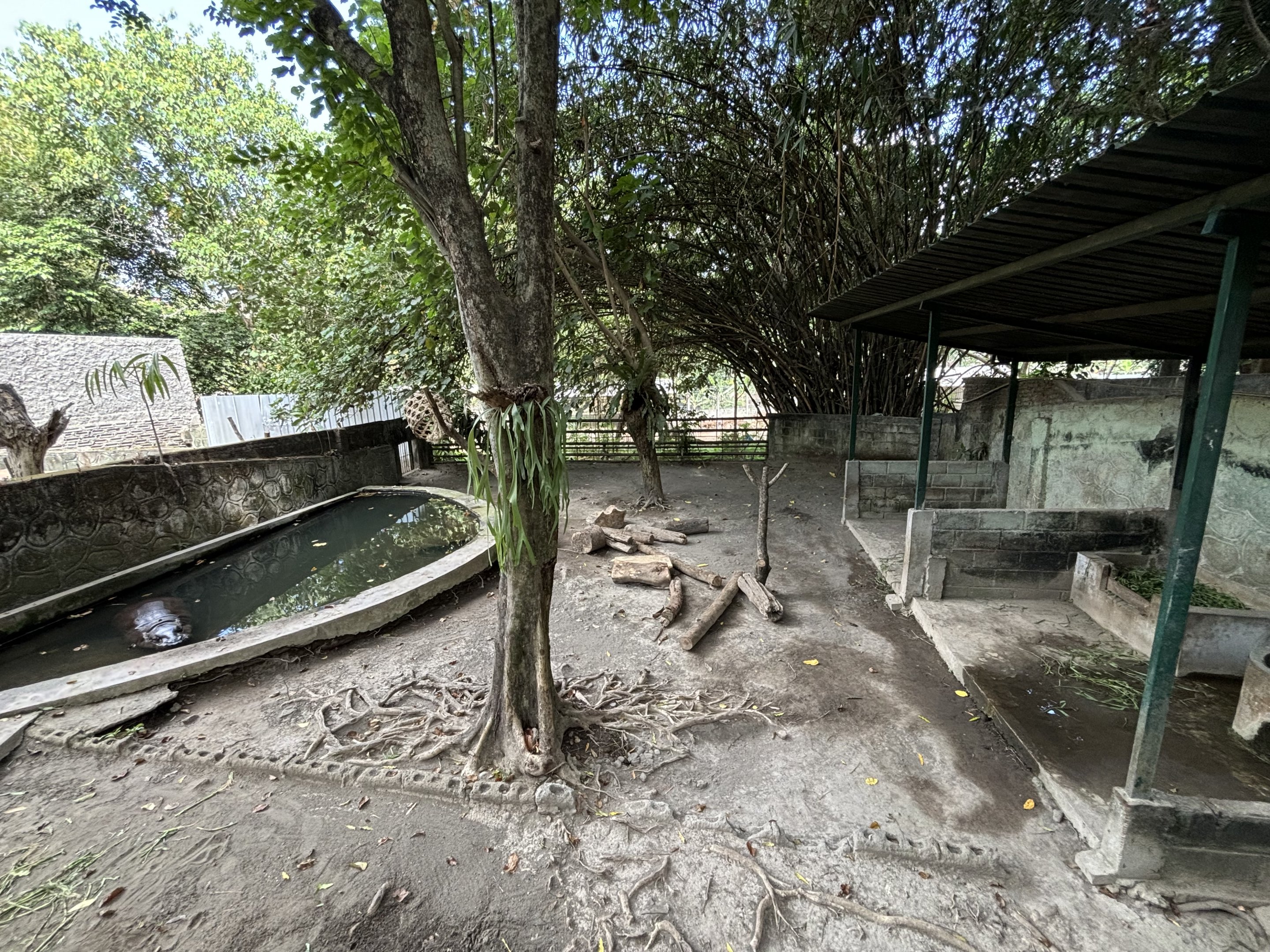 Pygmy Hippo Exhibit - no barn needed!