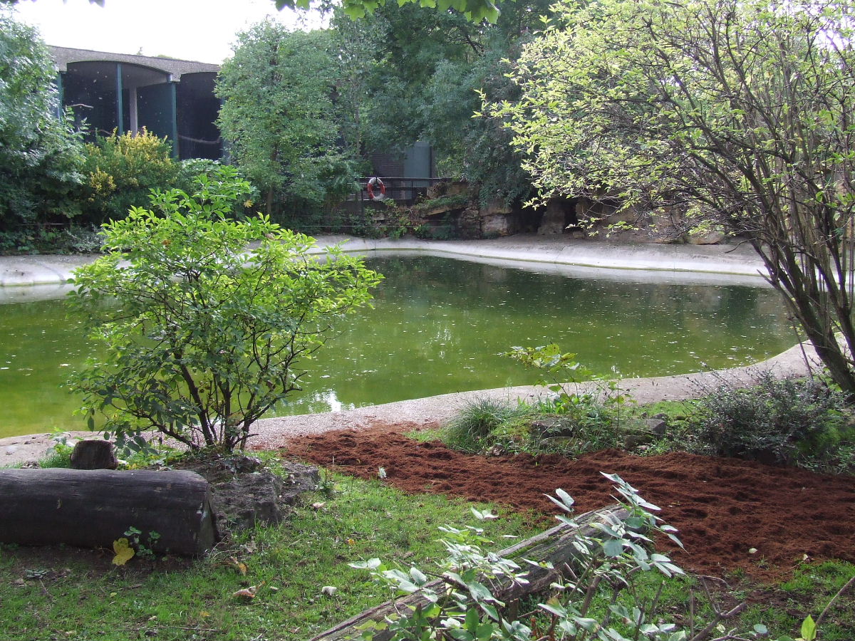 Pygmy Hippo exhibit, old Sealion Pool