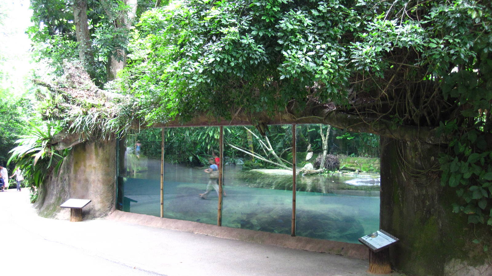 Pygmy Hippo exhibit, Singapore Zoo