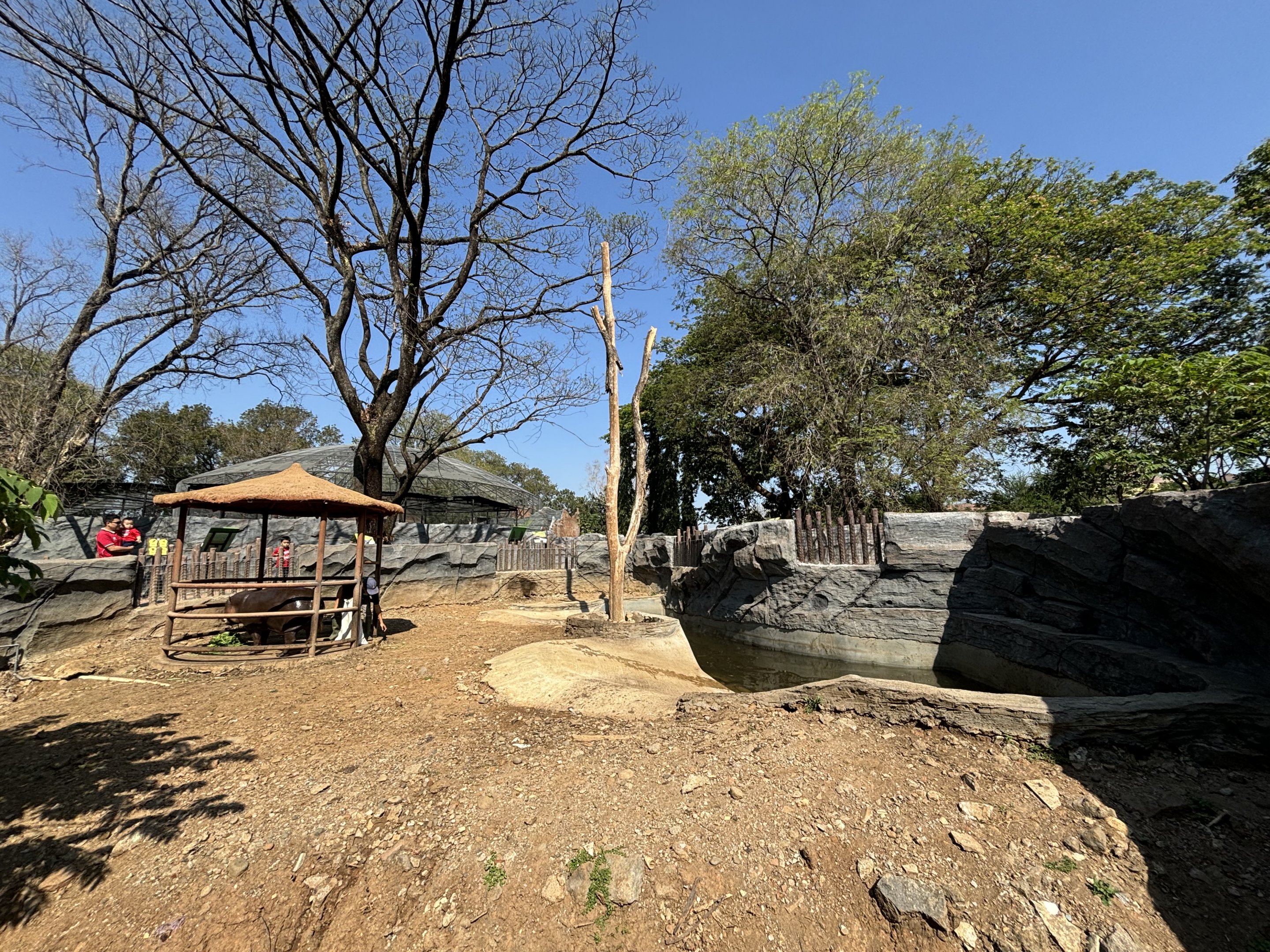 Pygmy Hippo Exhibit - Solo Safari