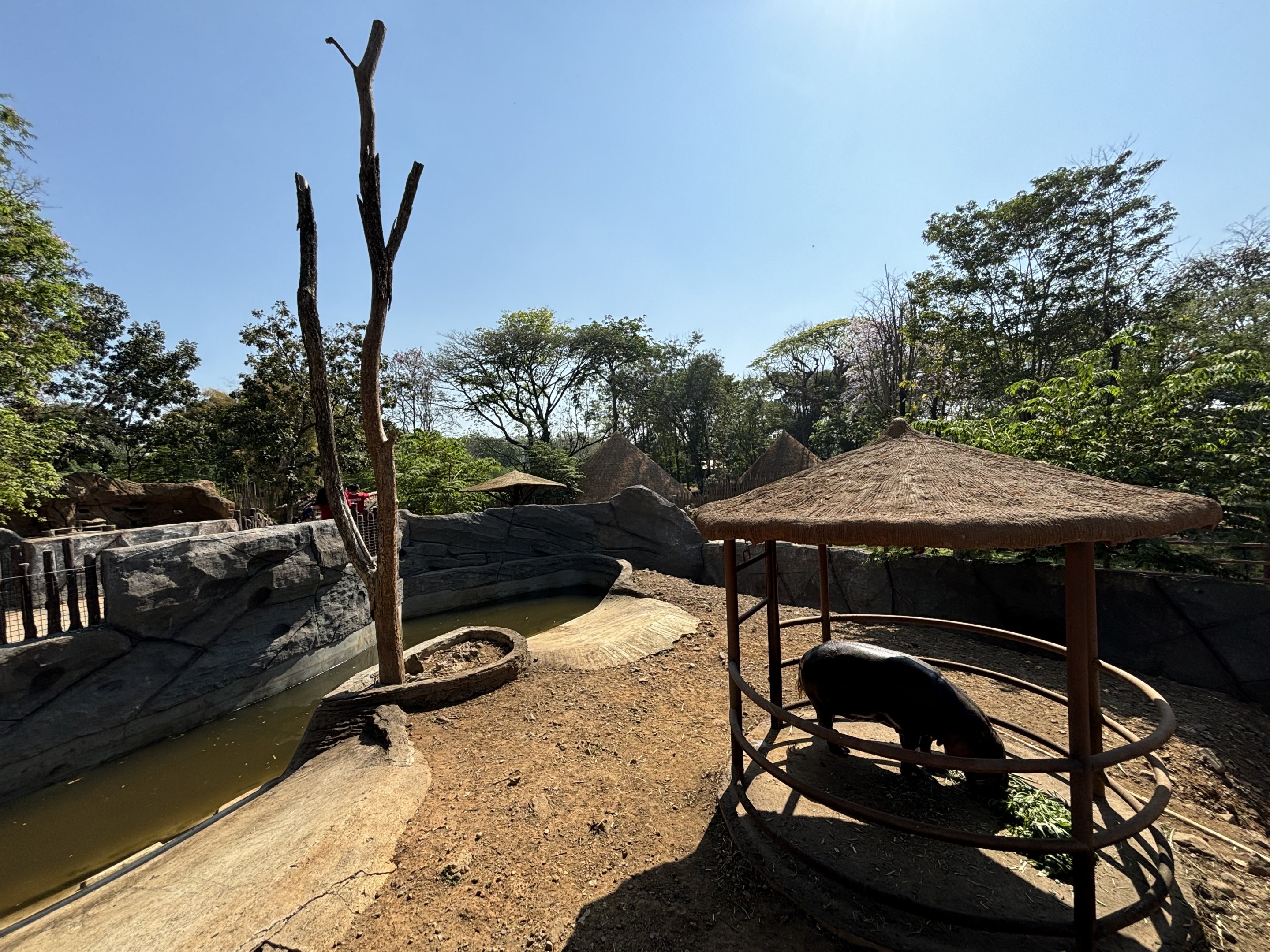 Pygmy Hippo Exhibit - Solo Safari
