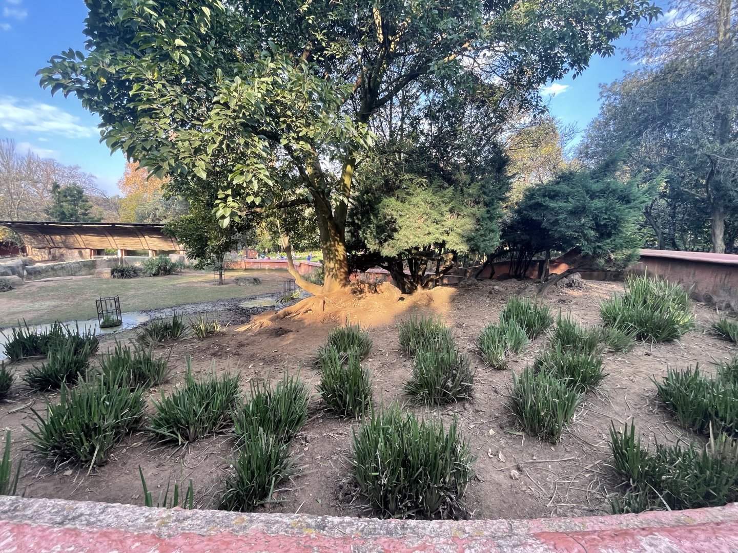 Pygmy hippo Exhibit, top view (Choeropsis liberiensis)