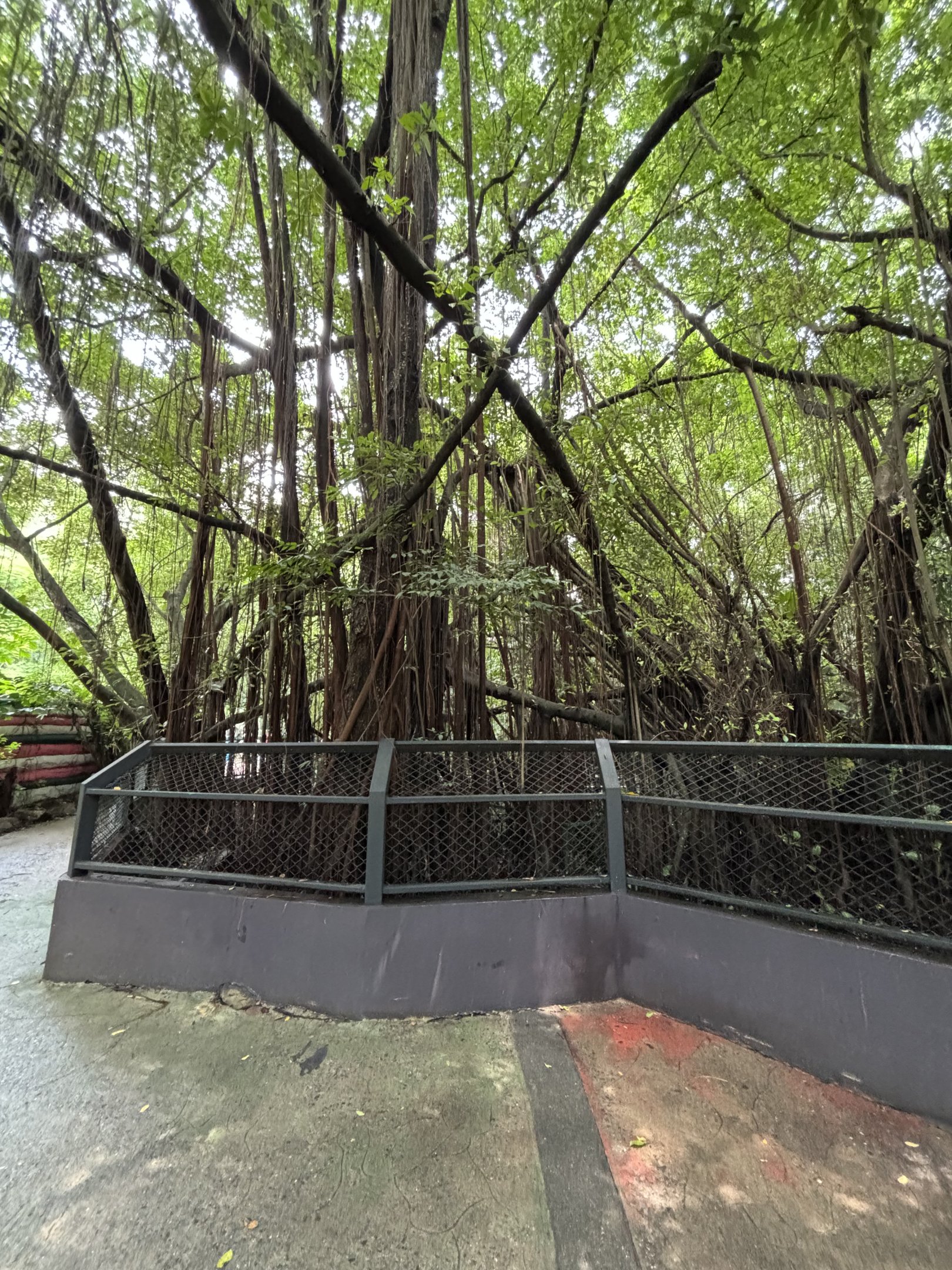 Pygmy Hippo Exhibit - under construction
