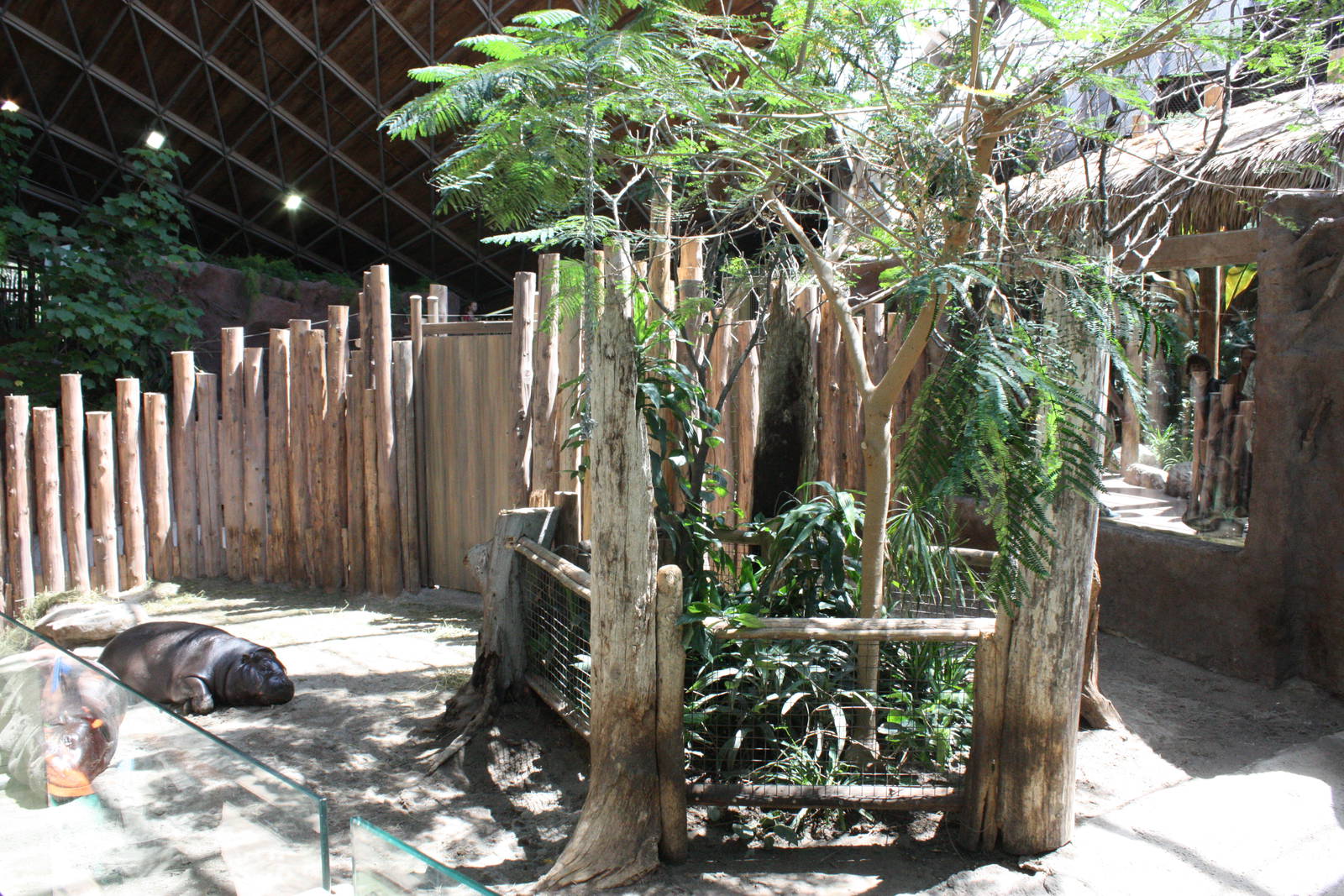 Pygmy Hippo exhibit